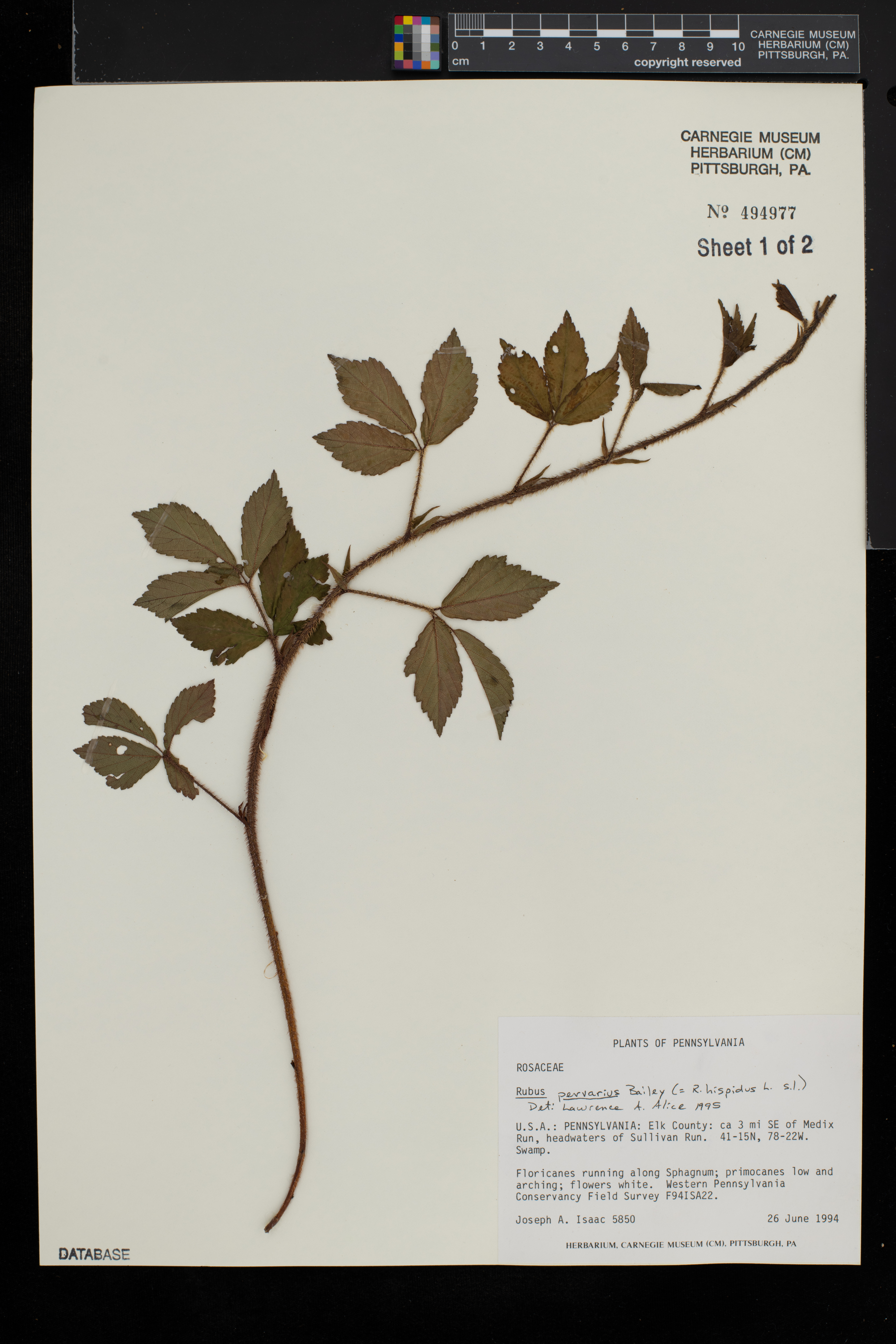 Rubus pervarius image