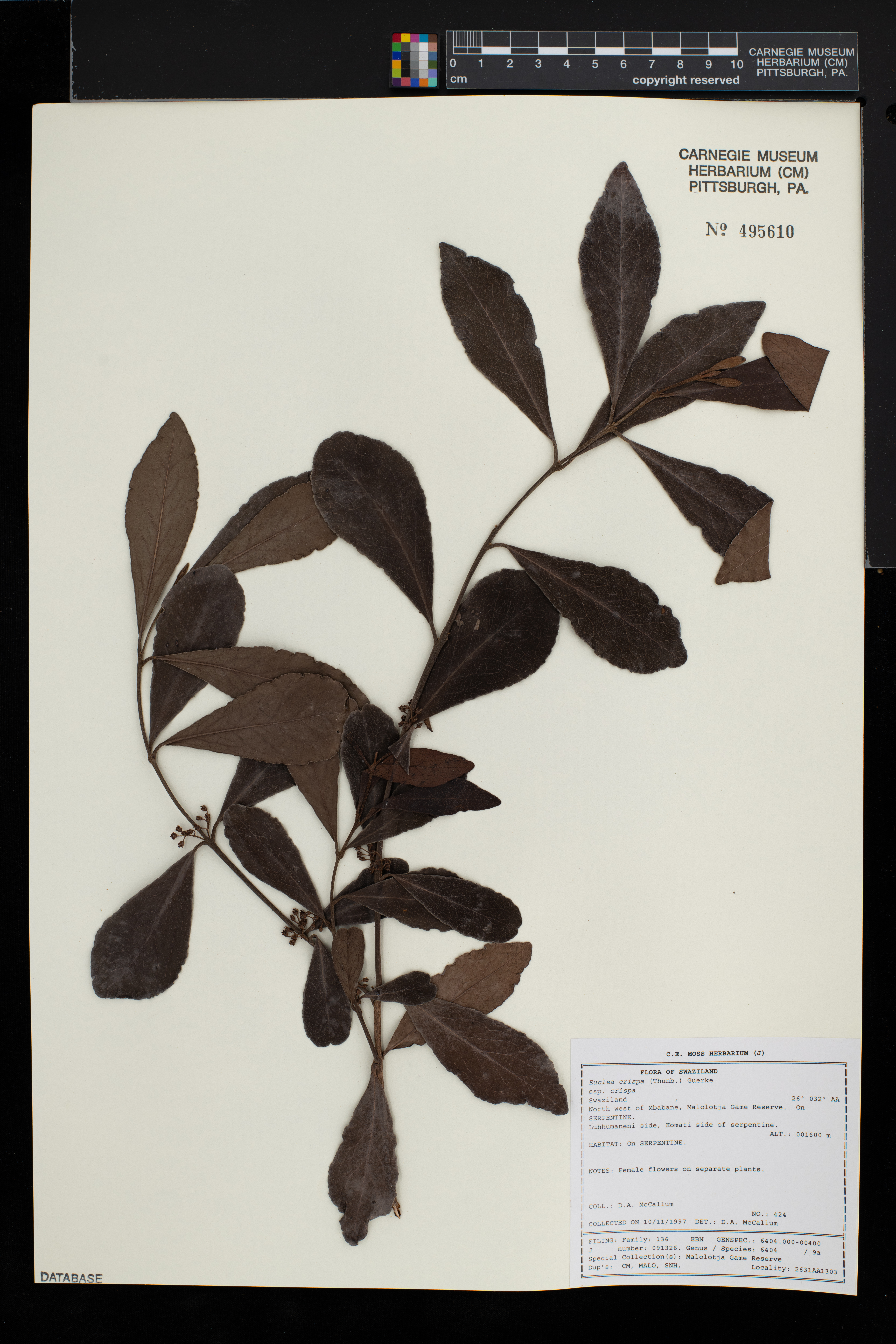 Euclea crispa subsp. crispa image