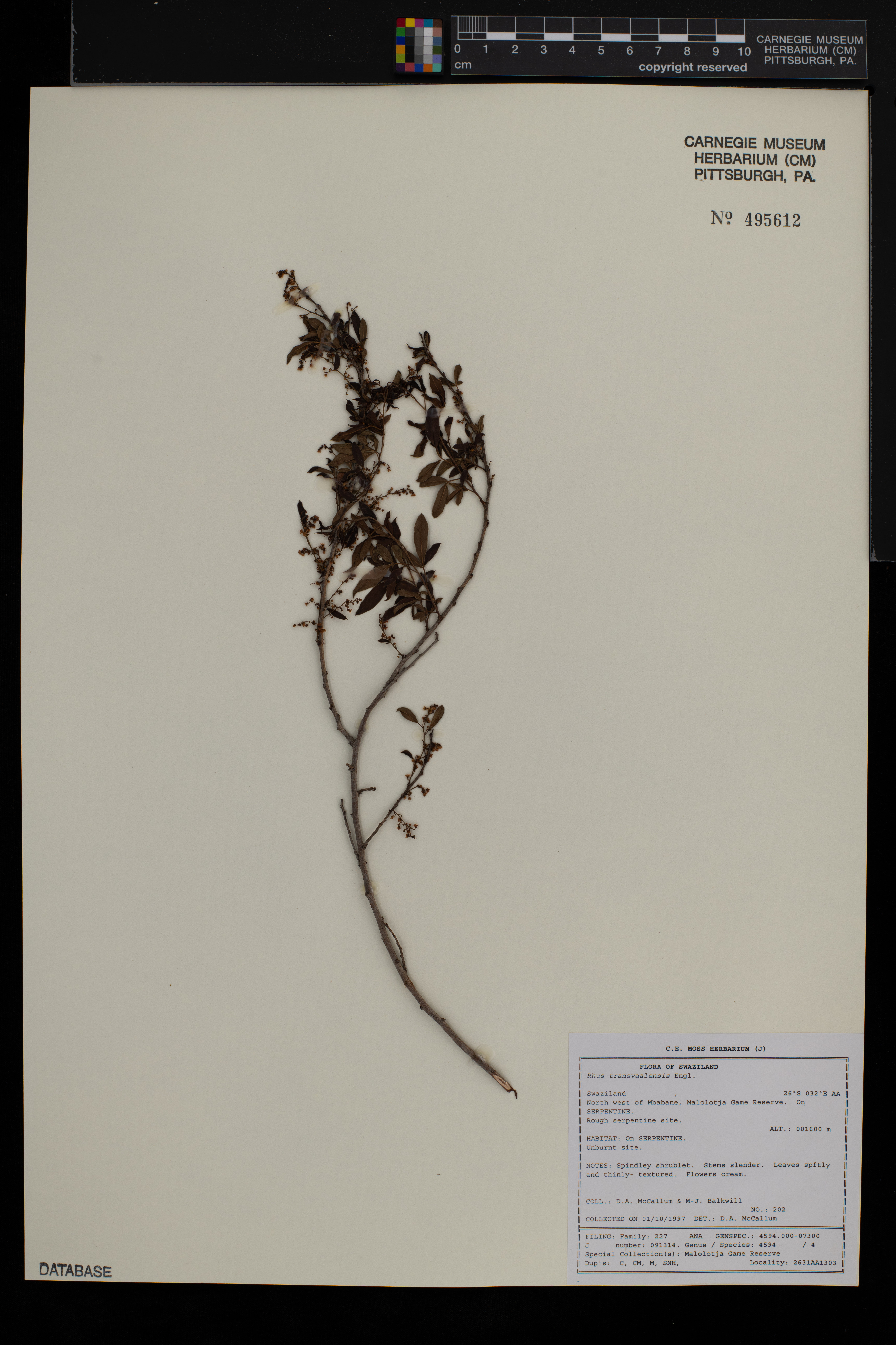 Searsia transvaalensis image