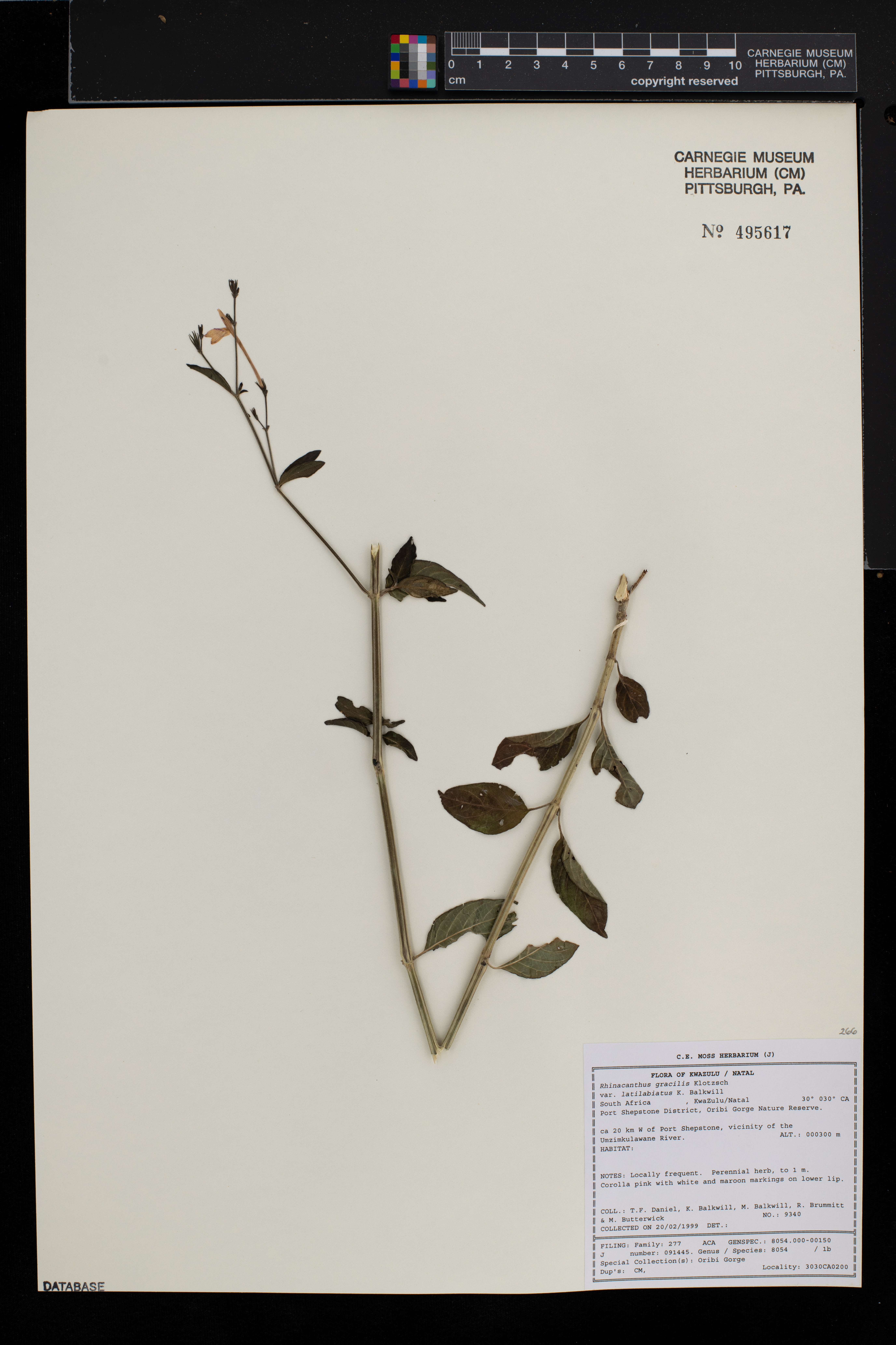 Rhinacanthus gracilis image