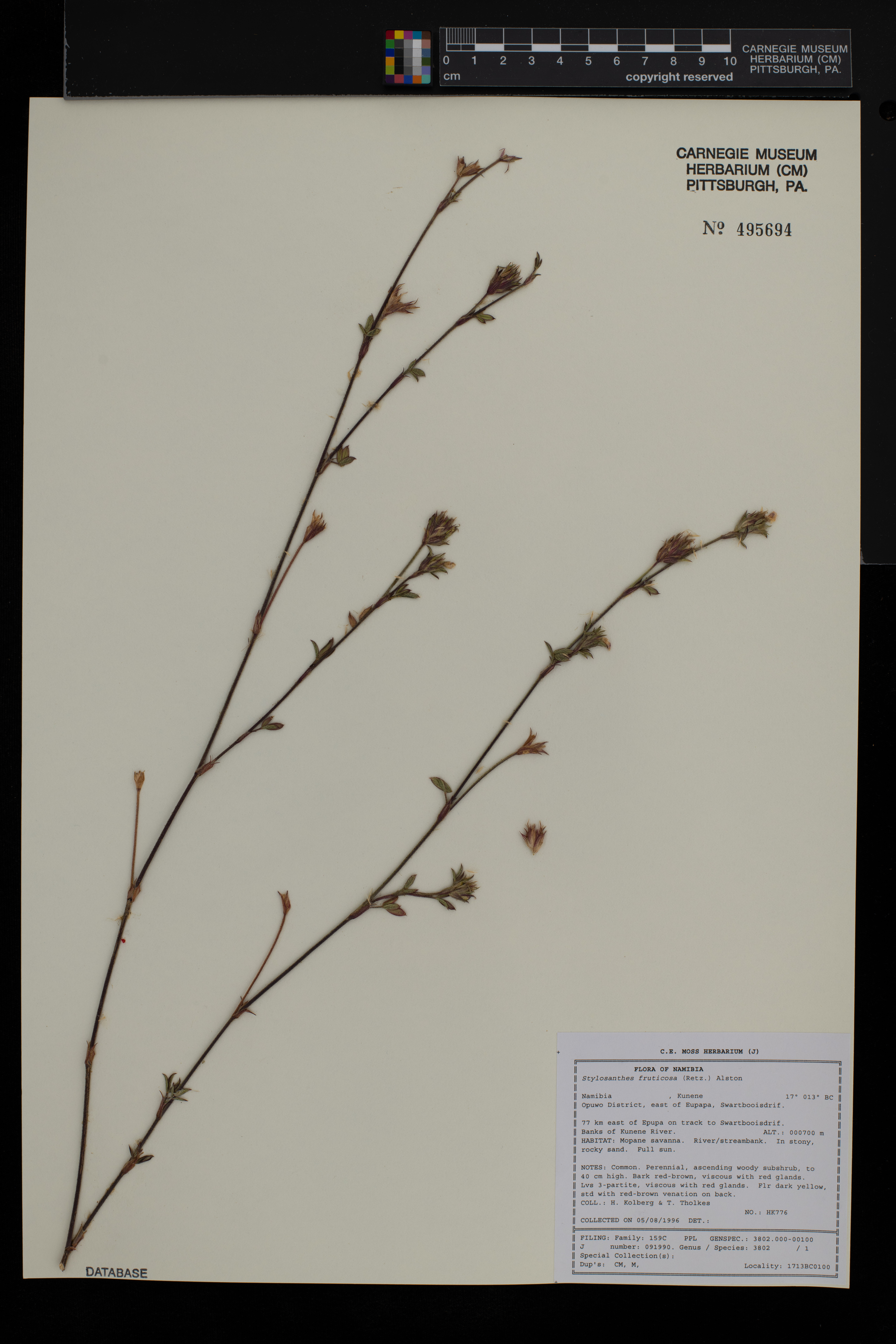 Stylosanthes fruticosa image