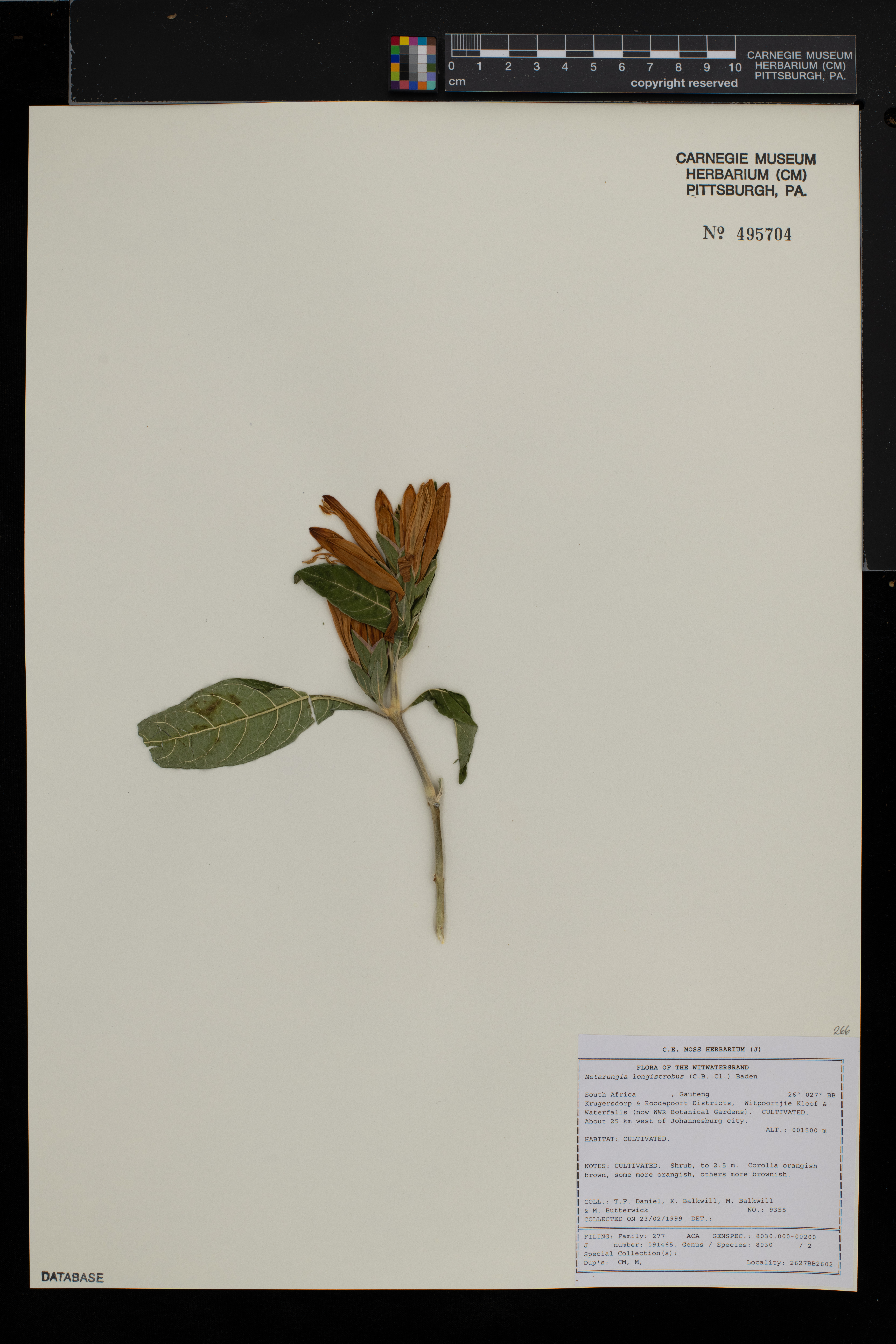Metarungia image