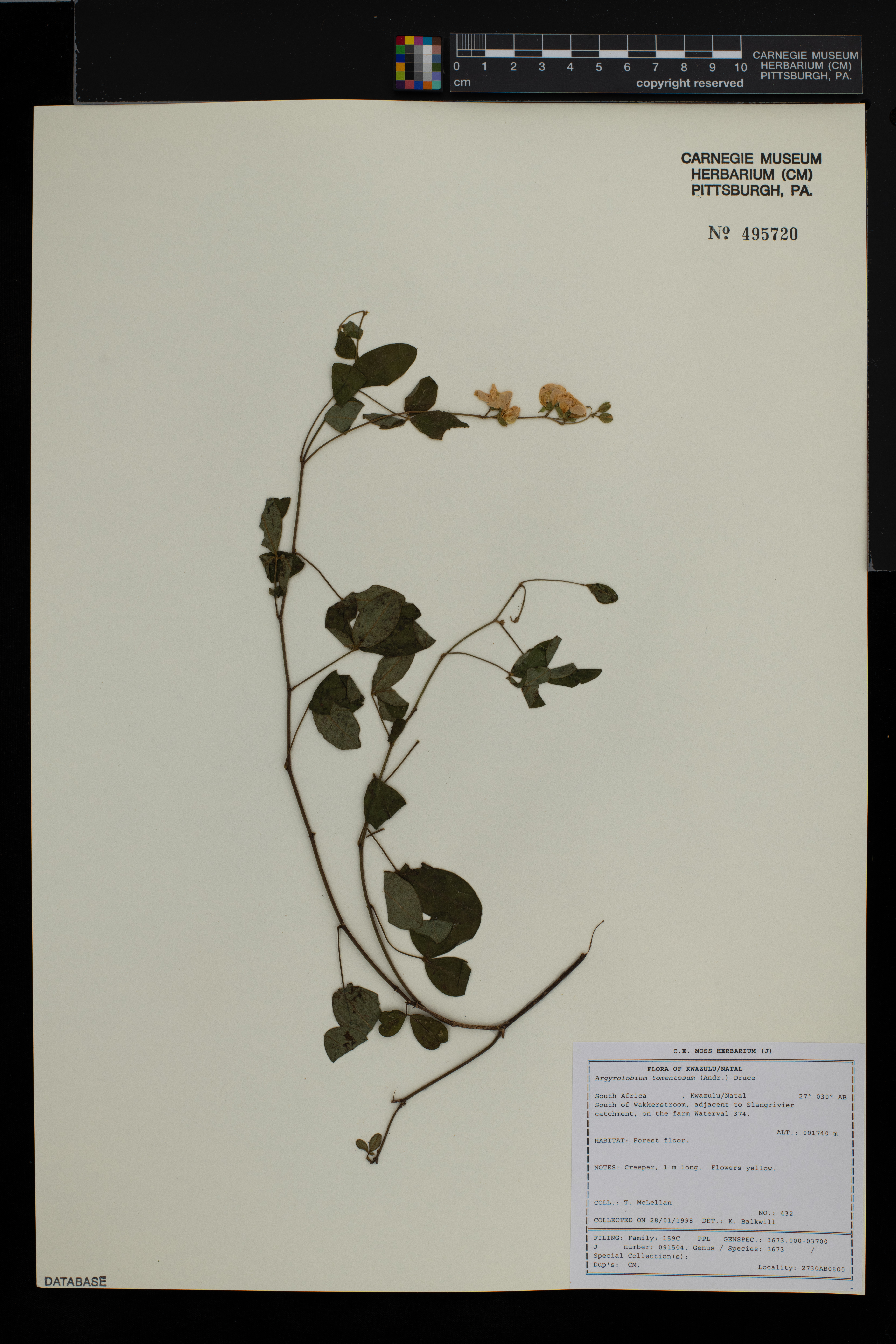 Argyrolobium tomentosum image