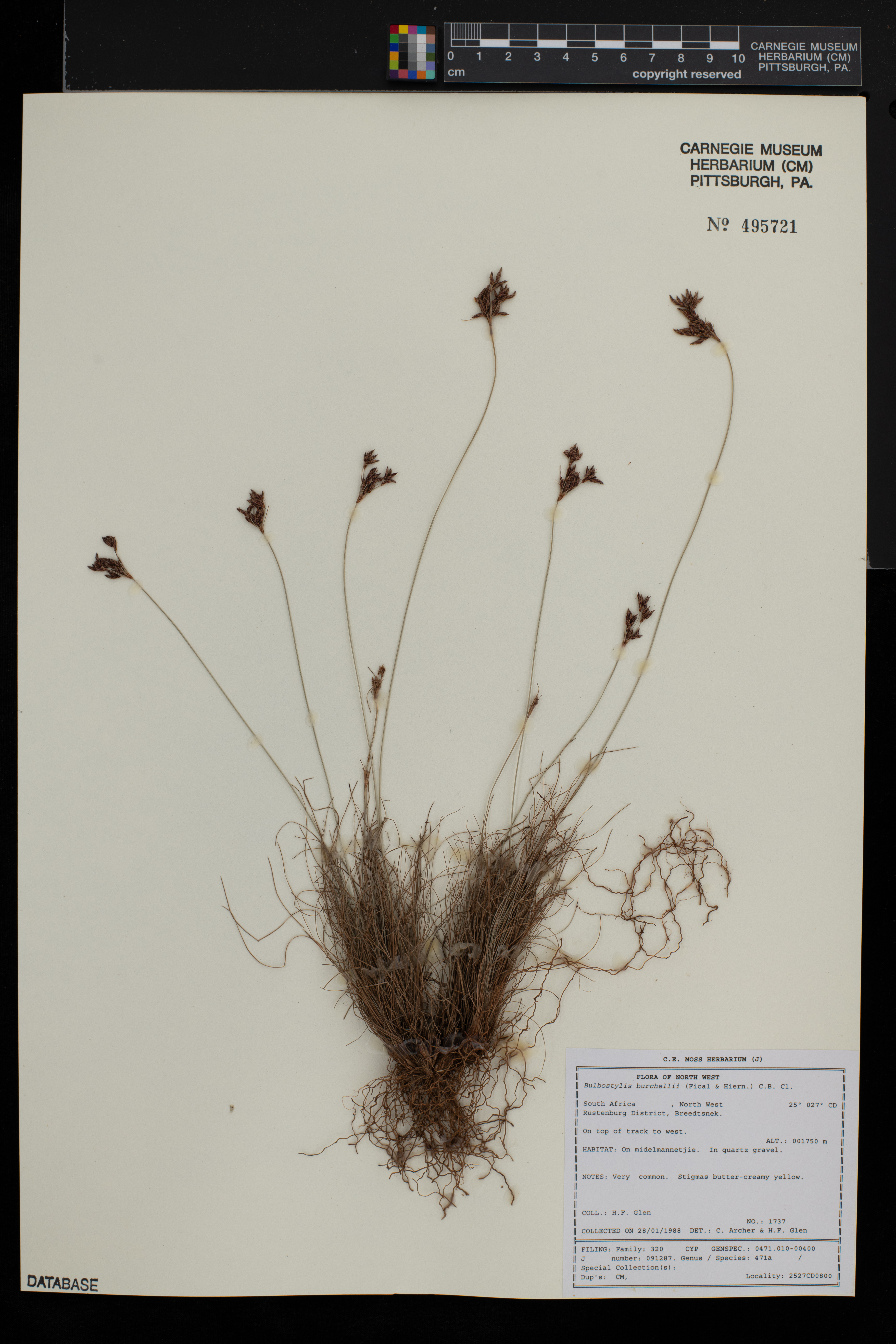 Bulbostylis burchellii image