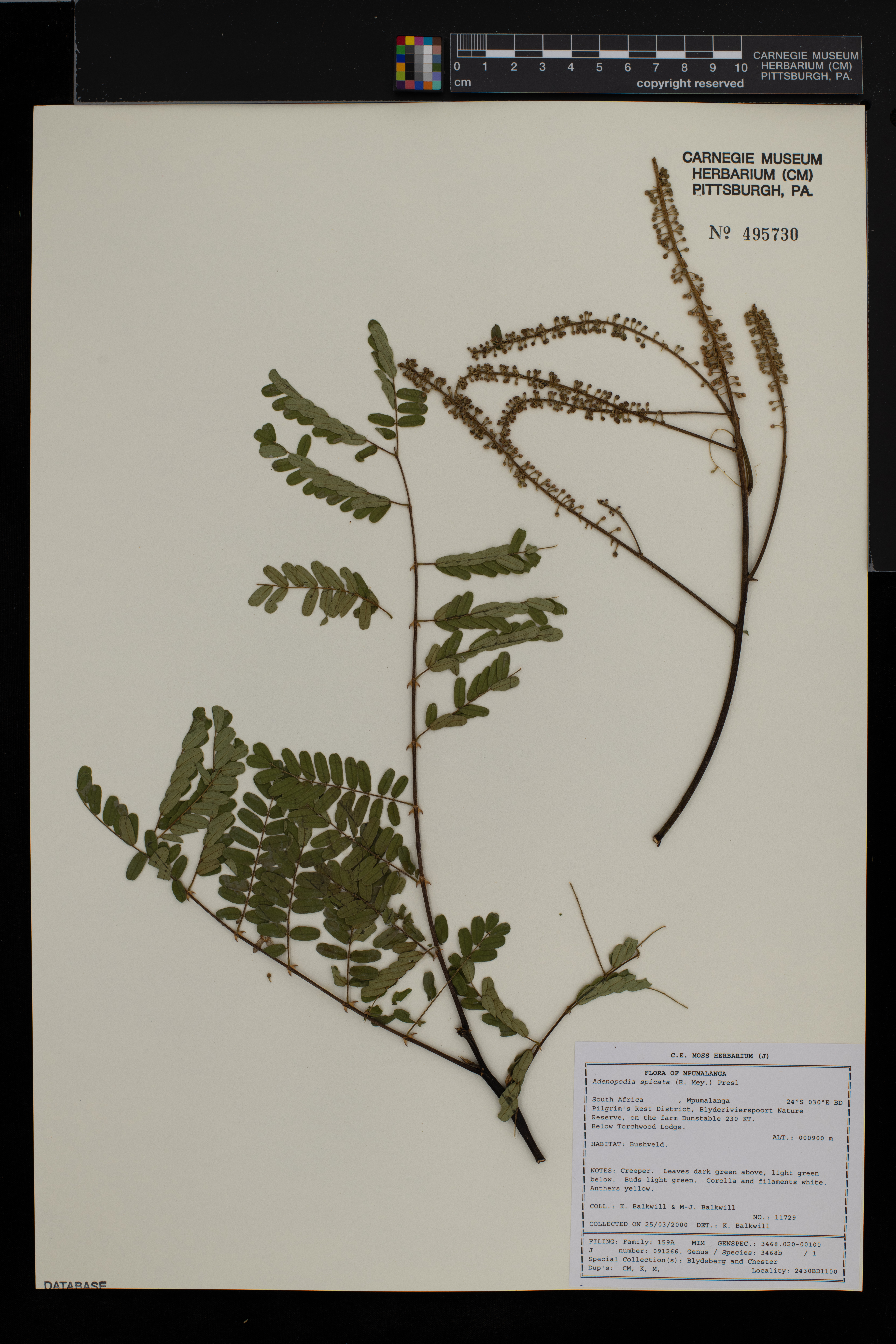 Adenopodia spicata image