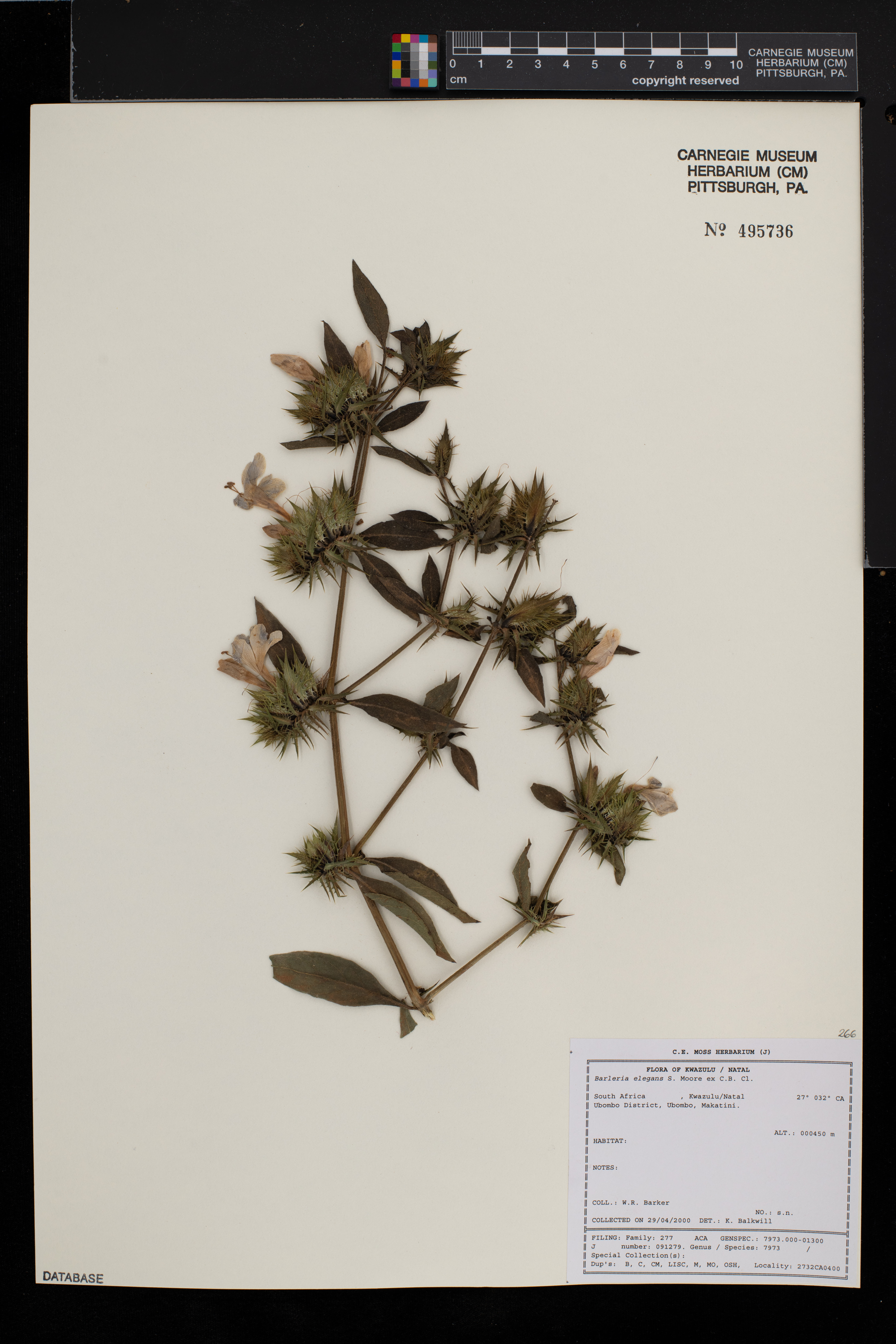 Barleria elegans image
