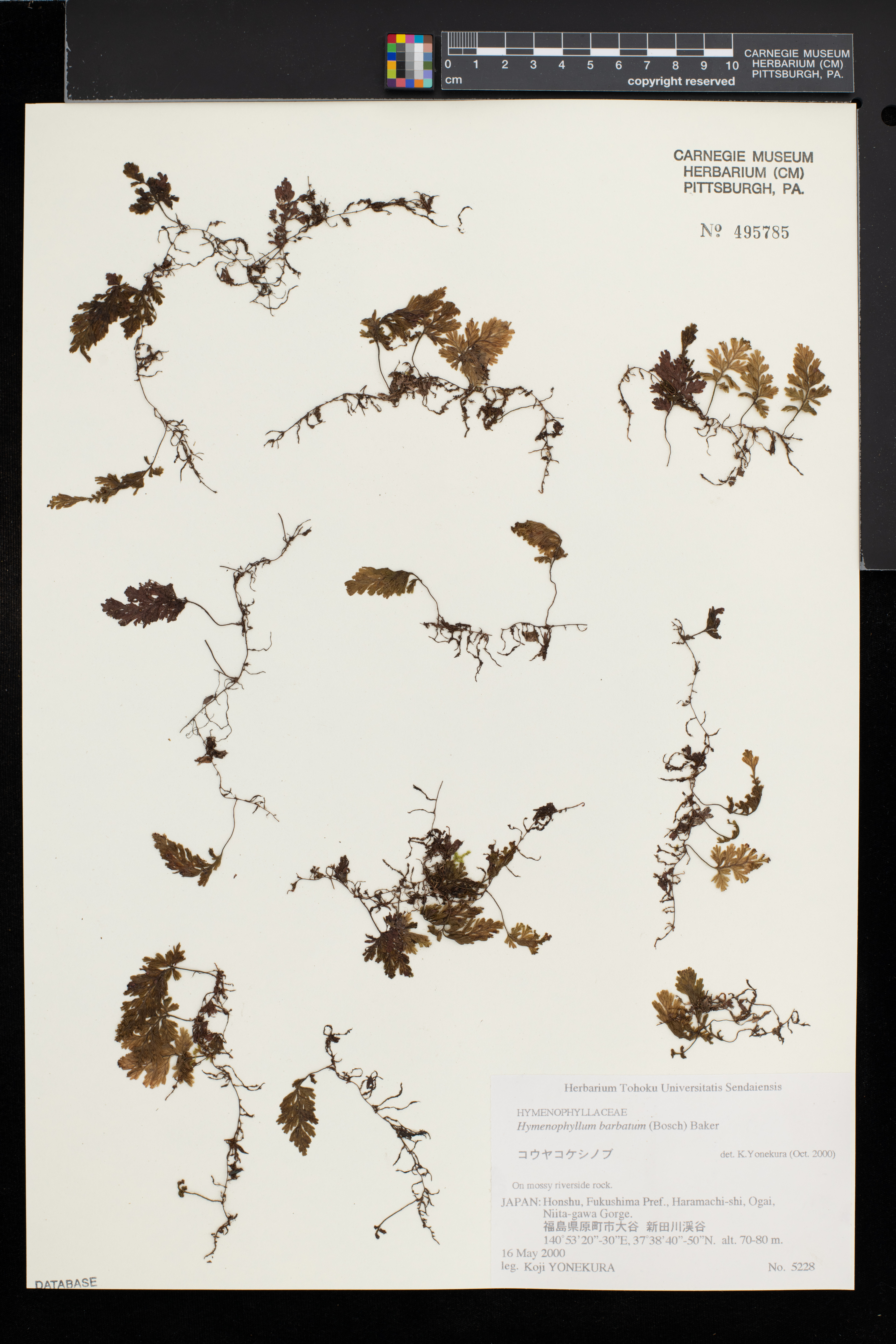 Hymenophyllum barbatum image