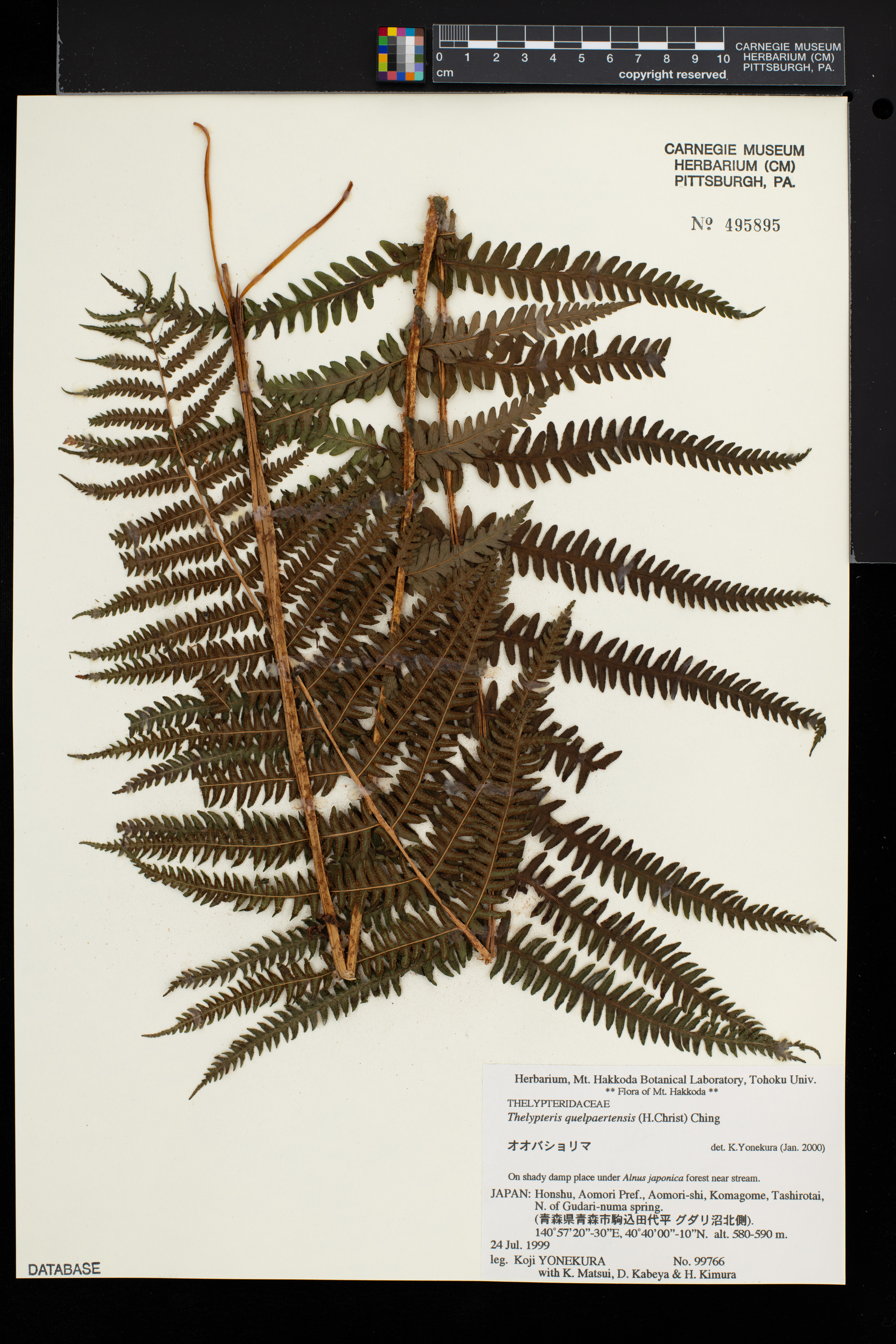 Oreopteris quelpaertensis image