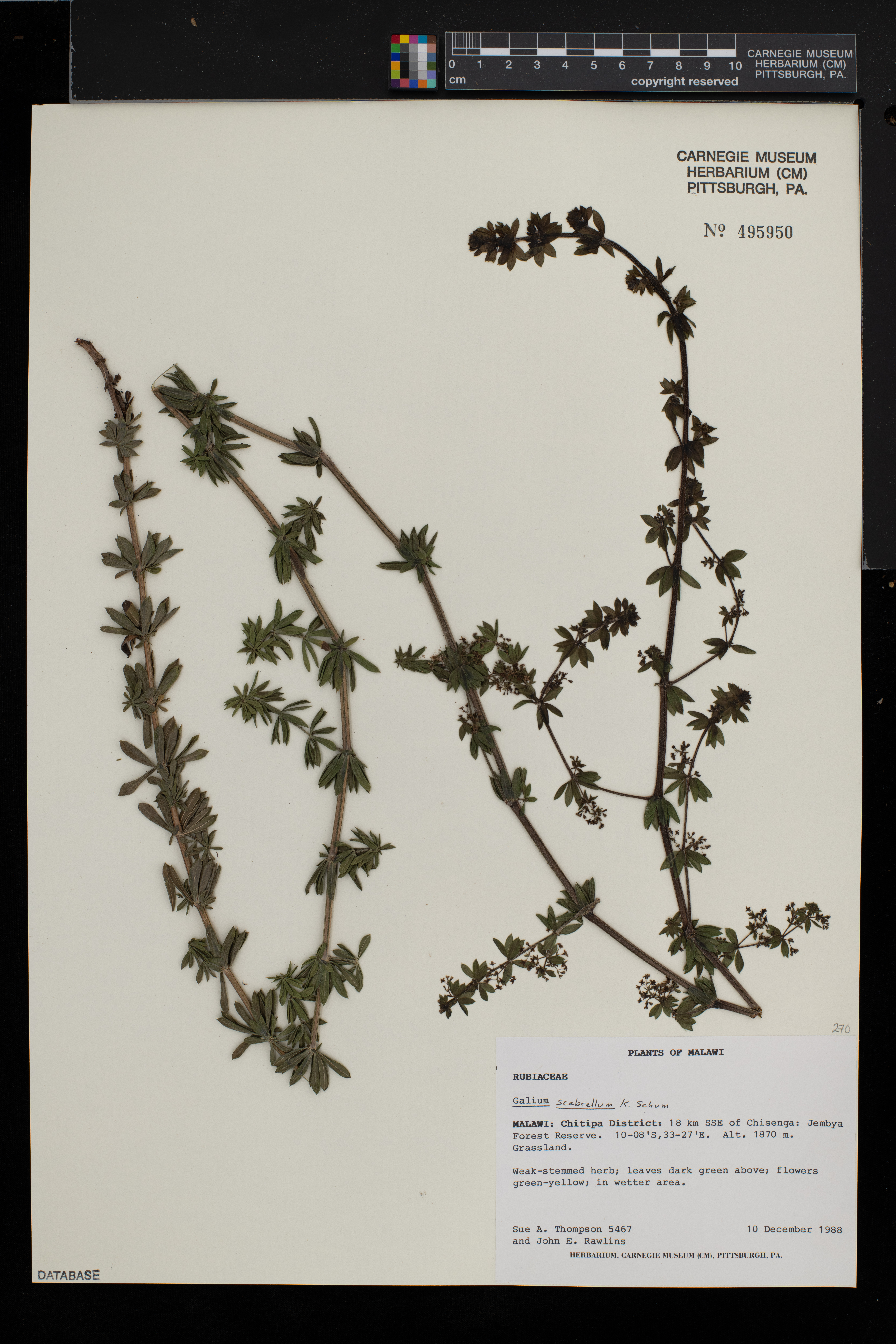 Galium scabrellum image