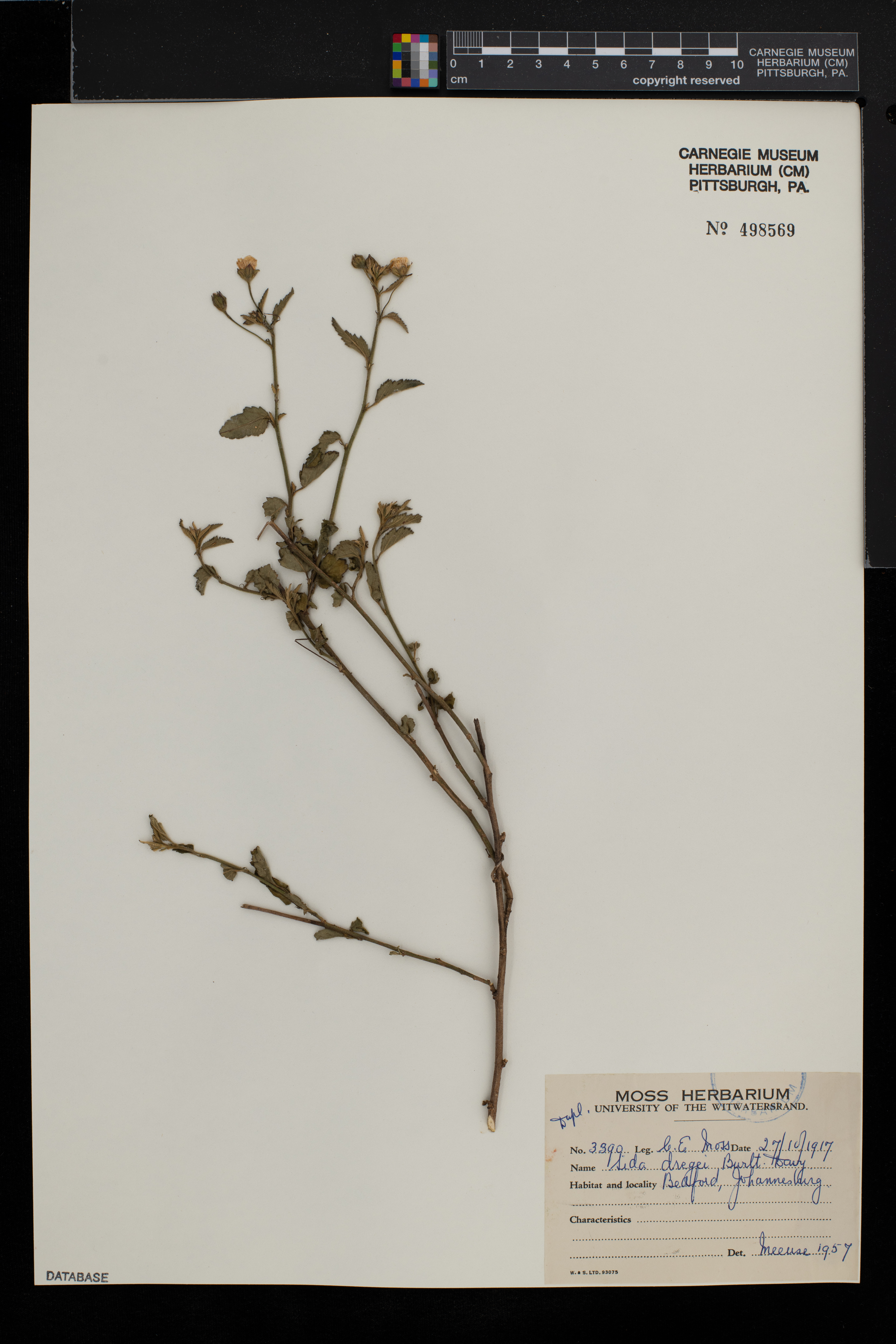 Sida dregei image