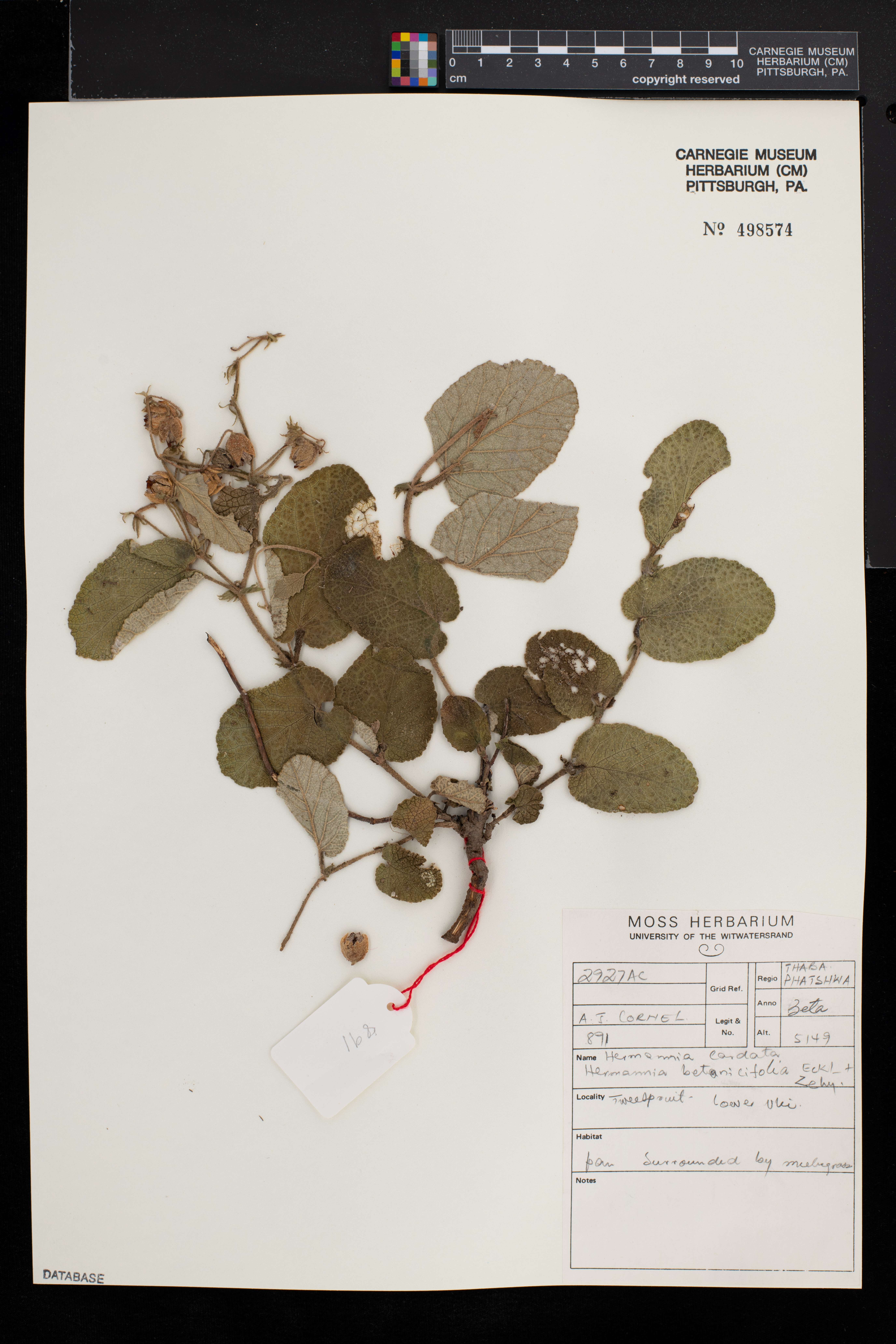 Hermannia cordata image