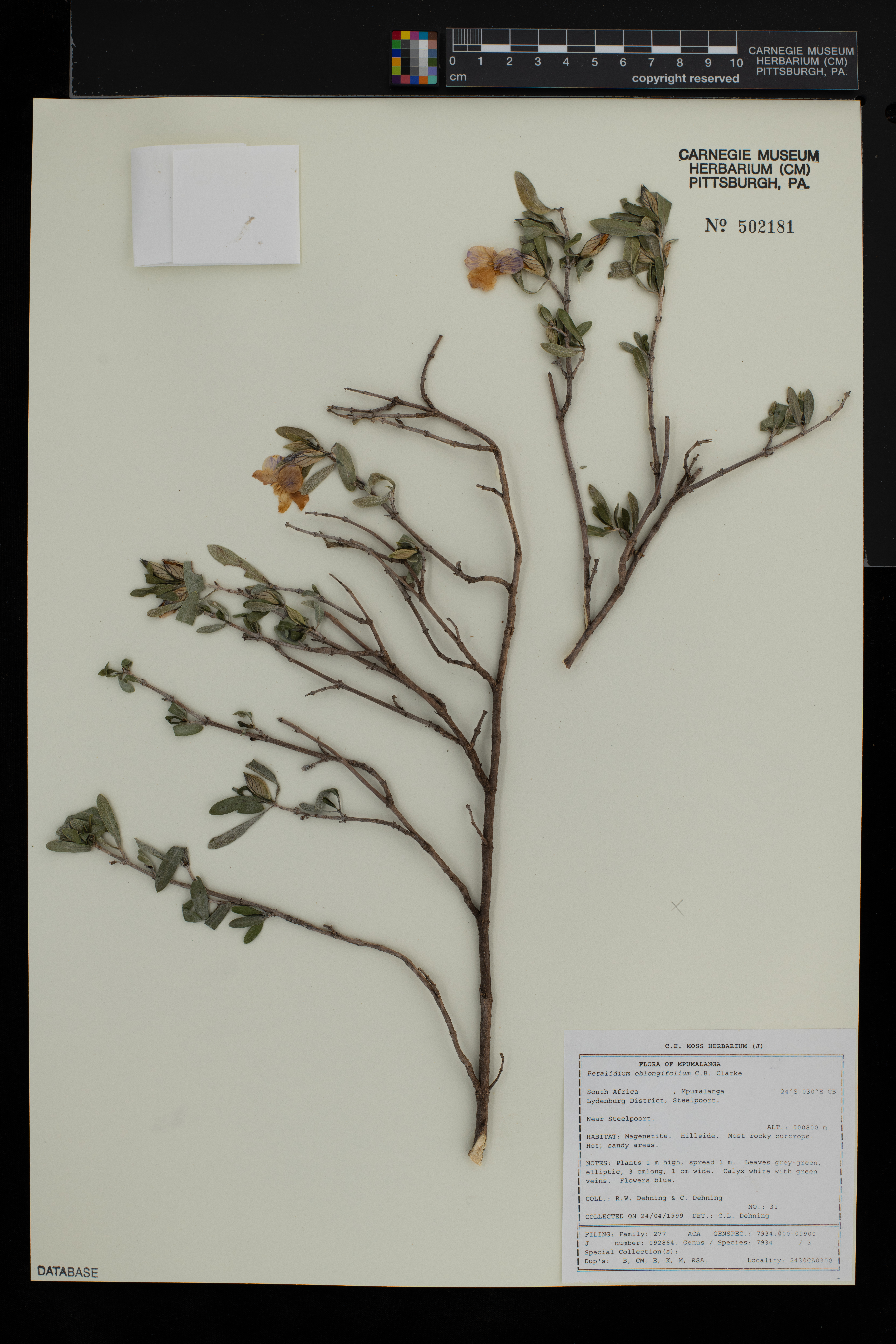 Petalidium oblongifolium image