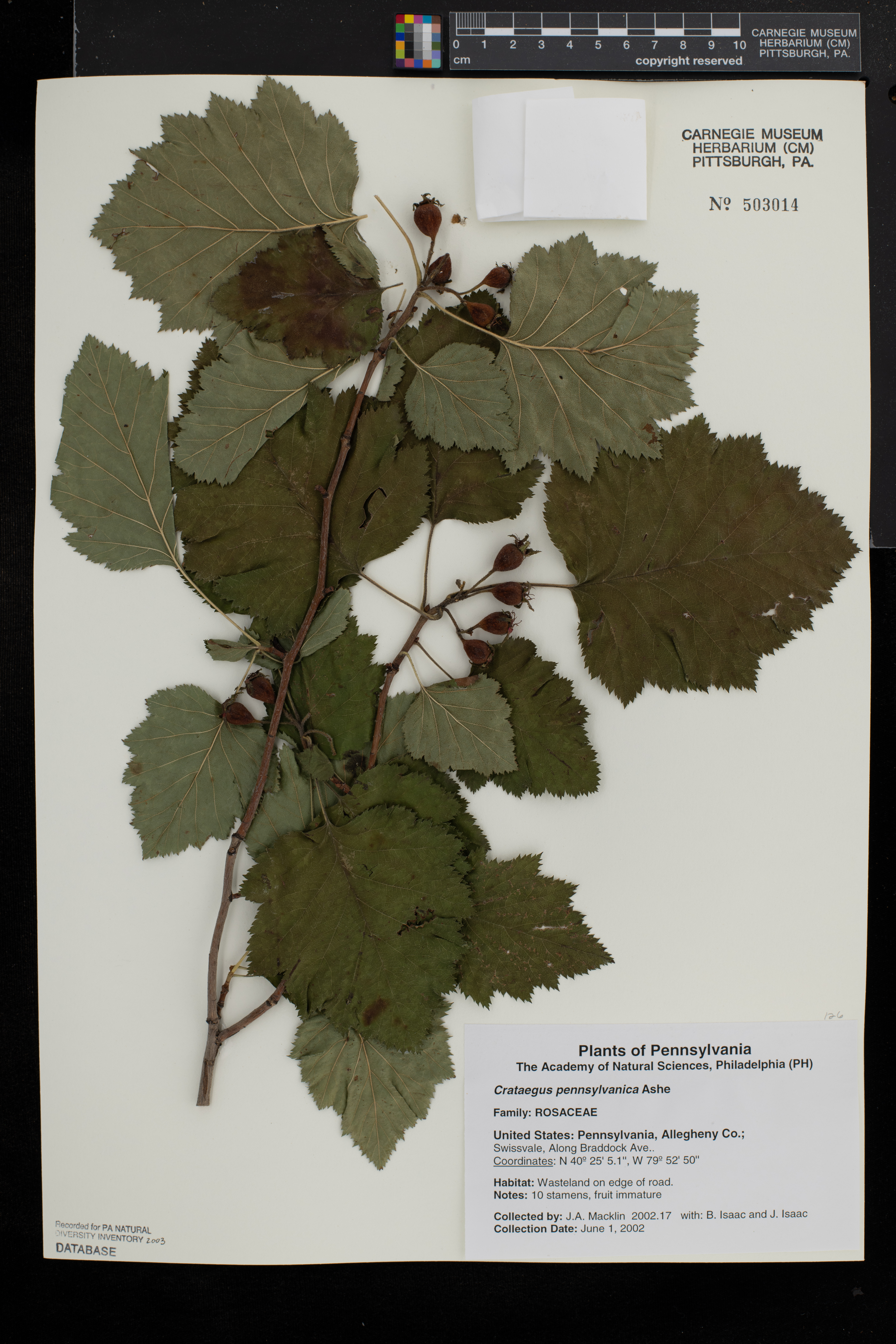 Crataegus pennsylvanica image