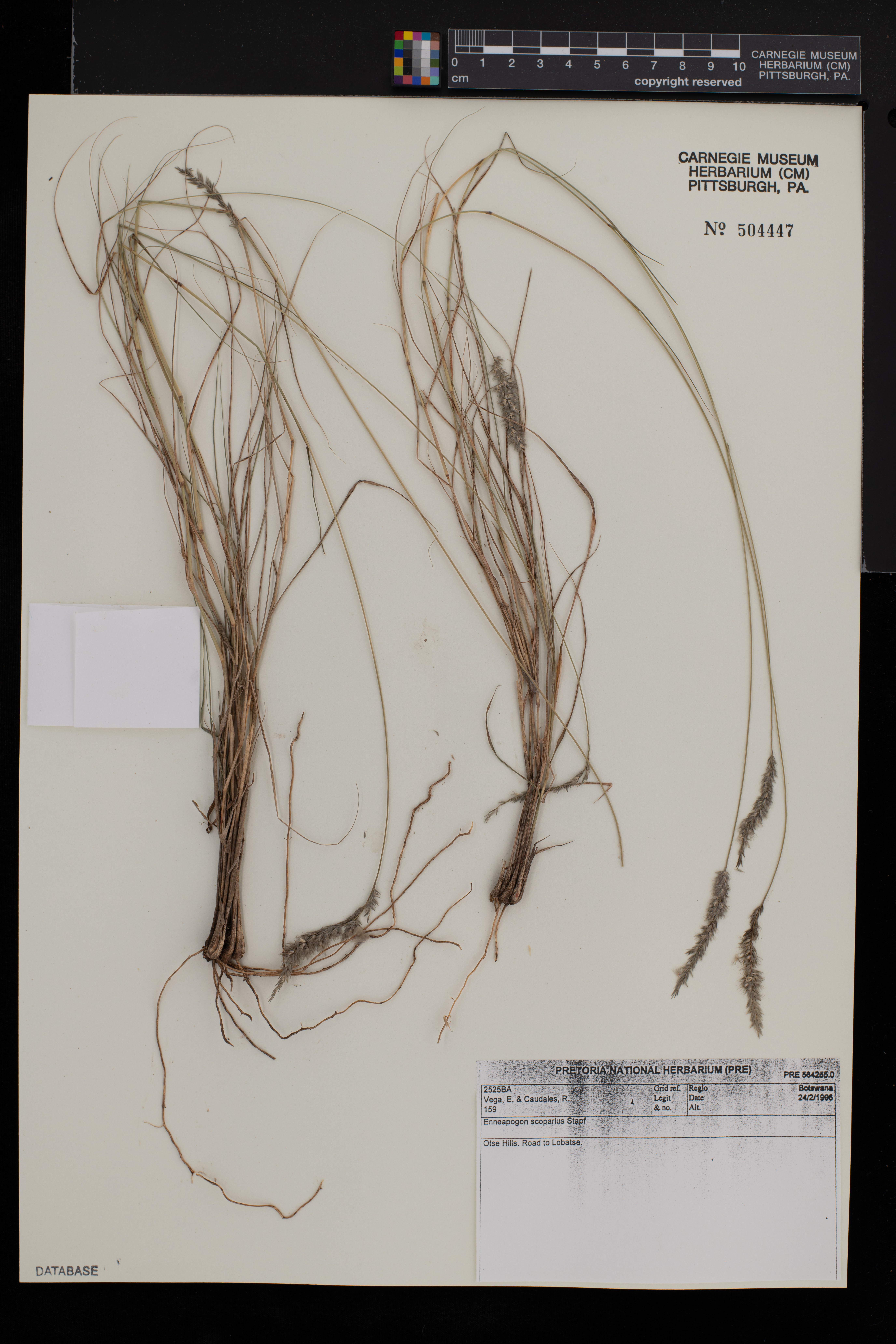 Enneapogon scoparius image
