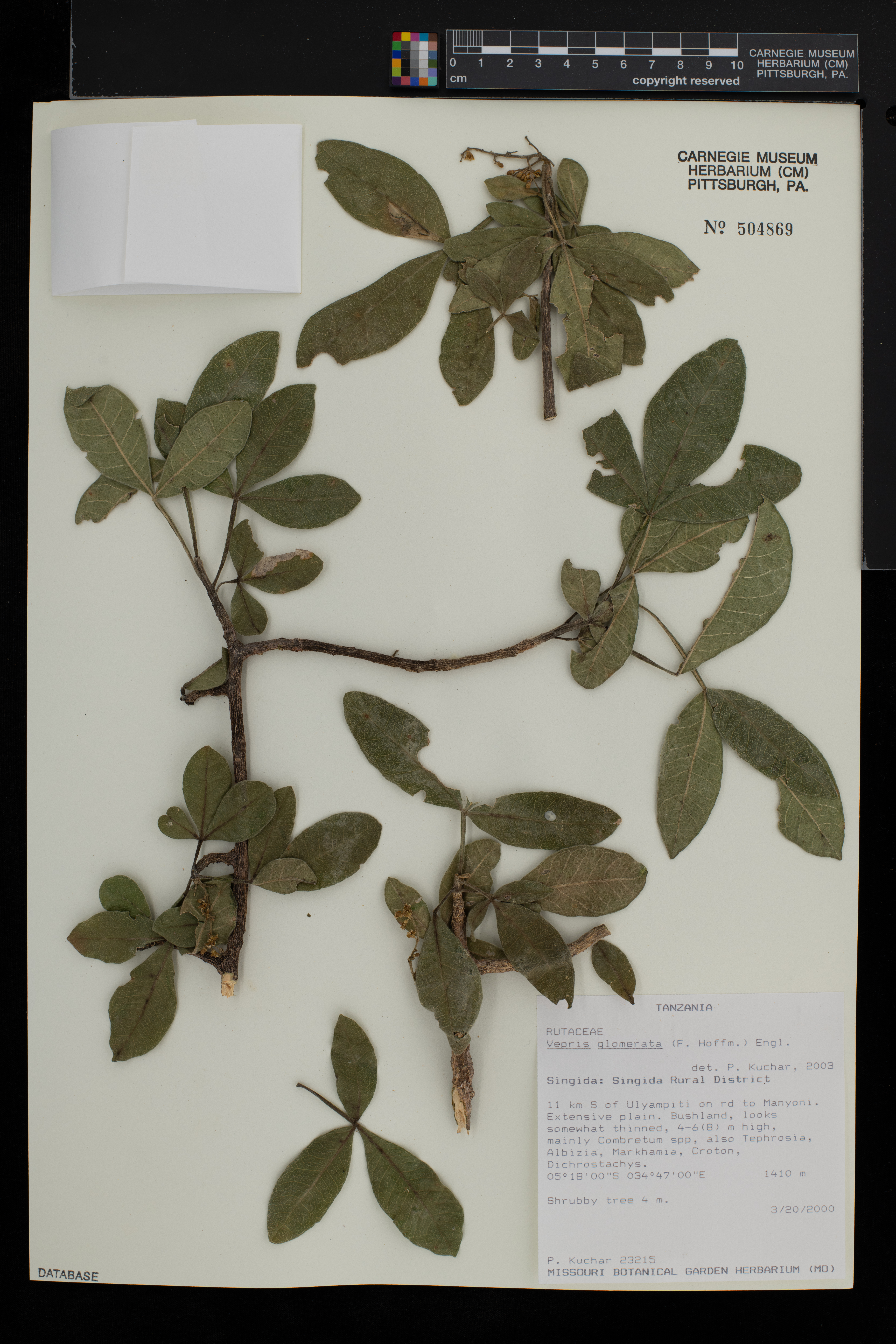 Vepris glomerata image