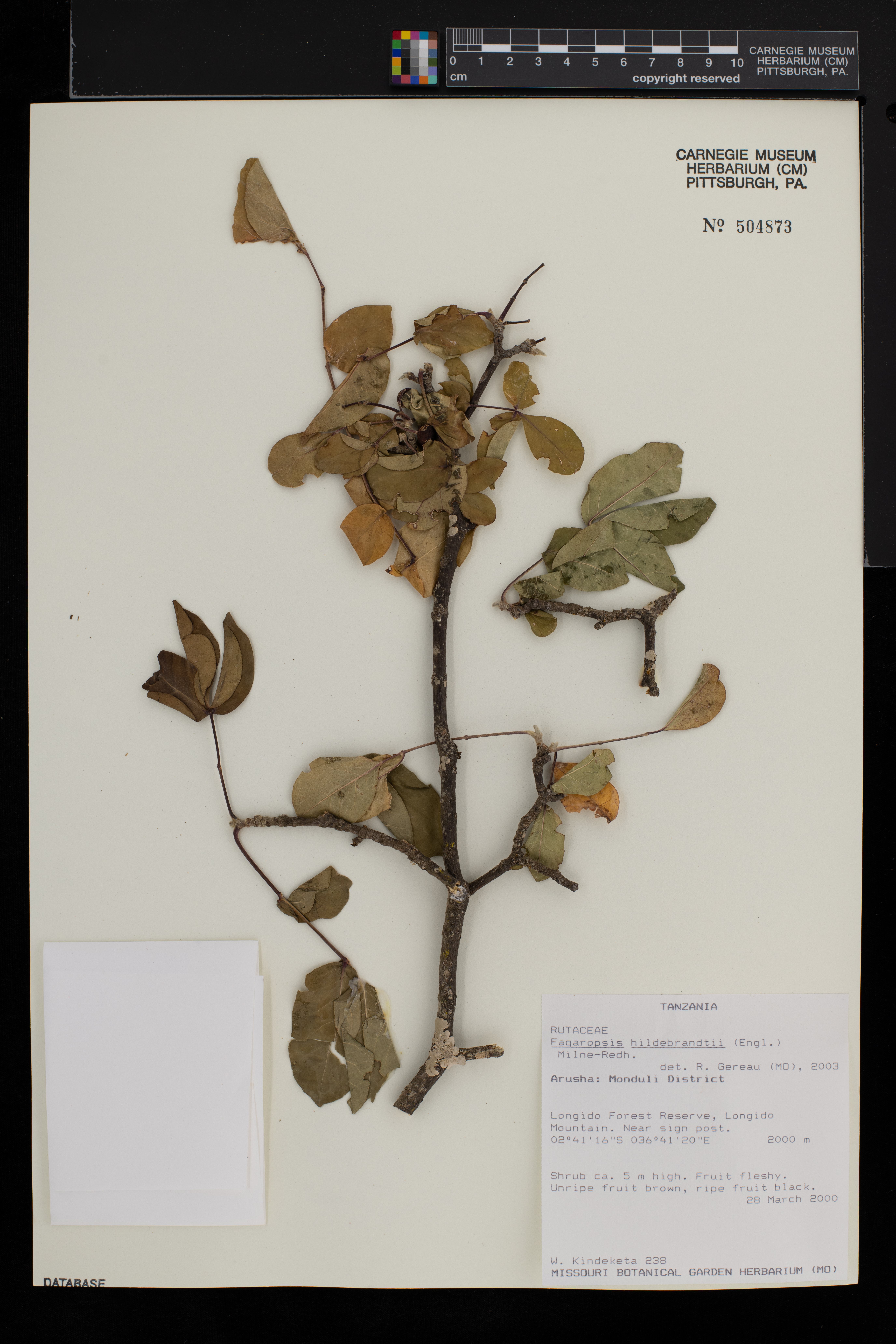 Fagaropsis hildebrandtii image