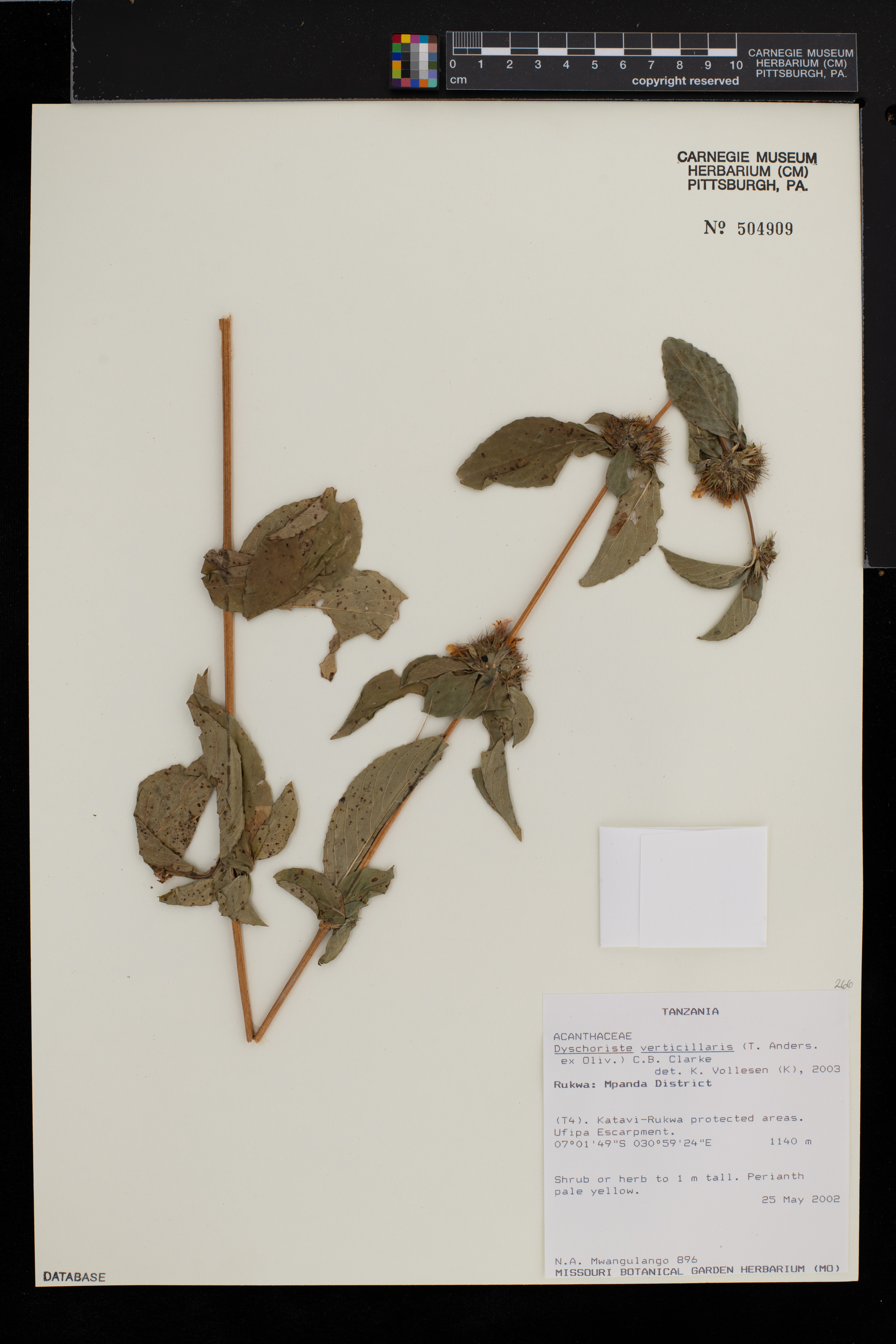 Dyschoriste trichocalyx subsp. verticillaris image