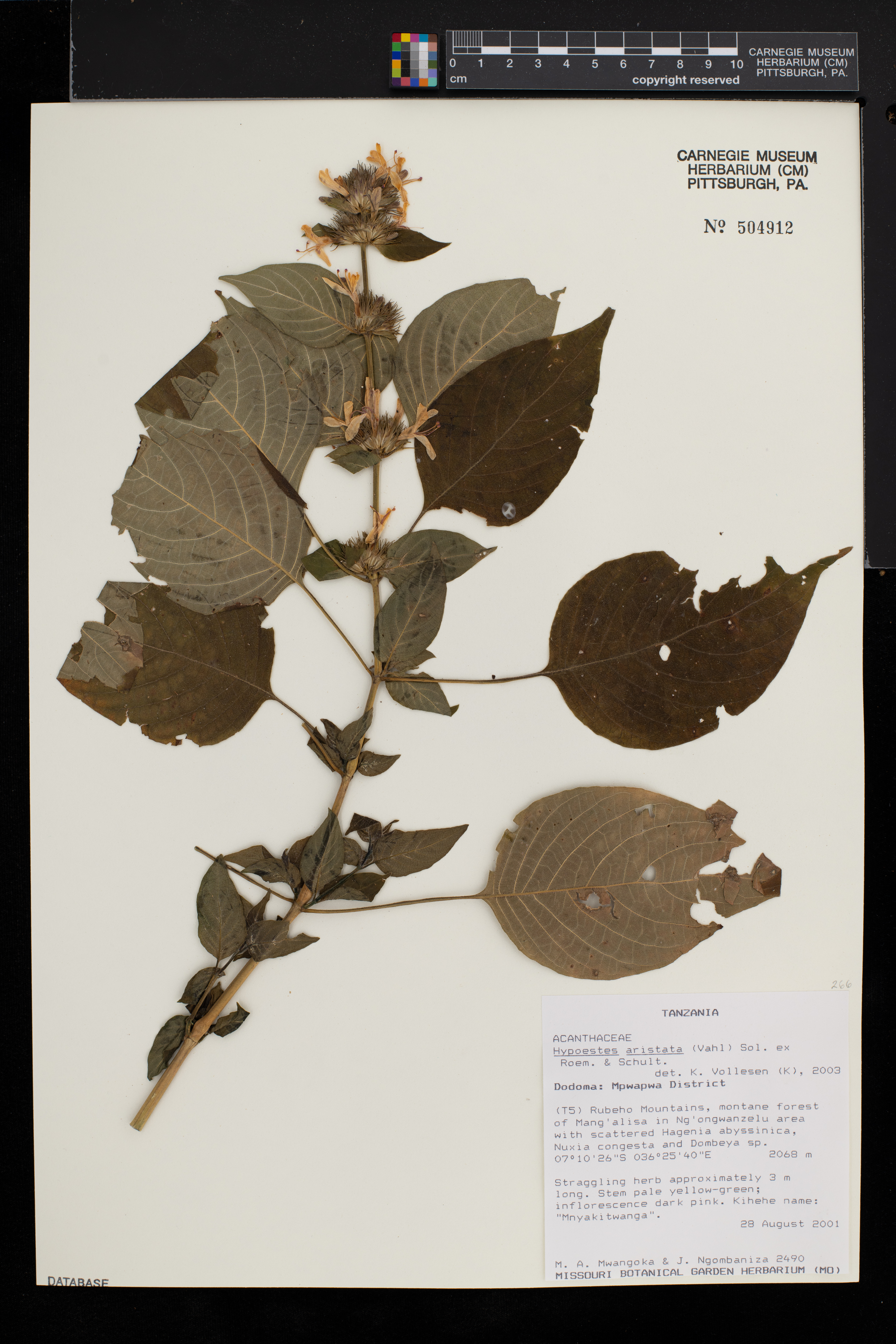 Hypoestes aristata image