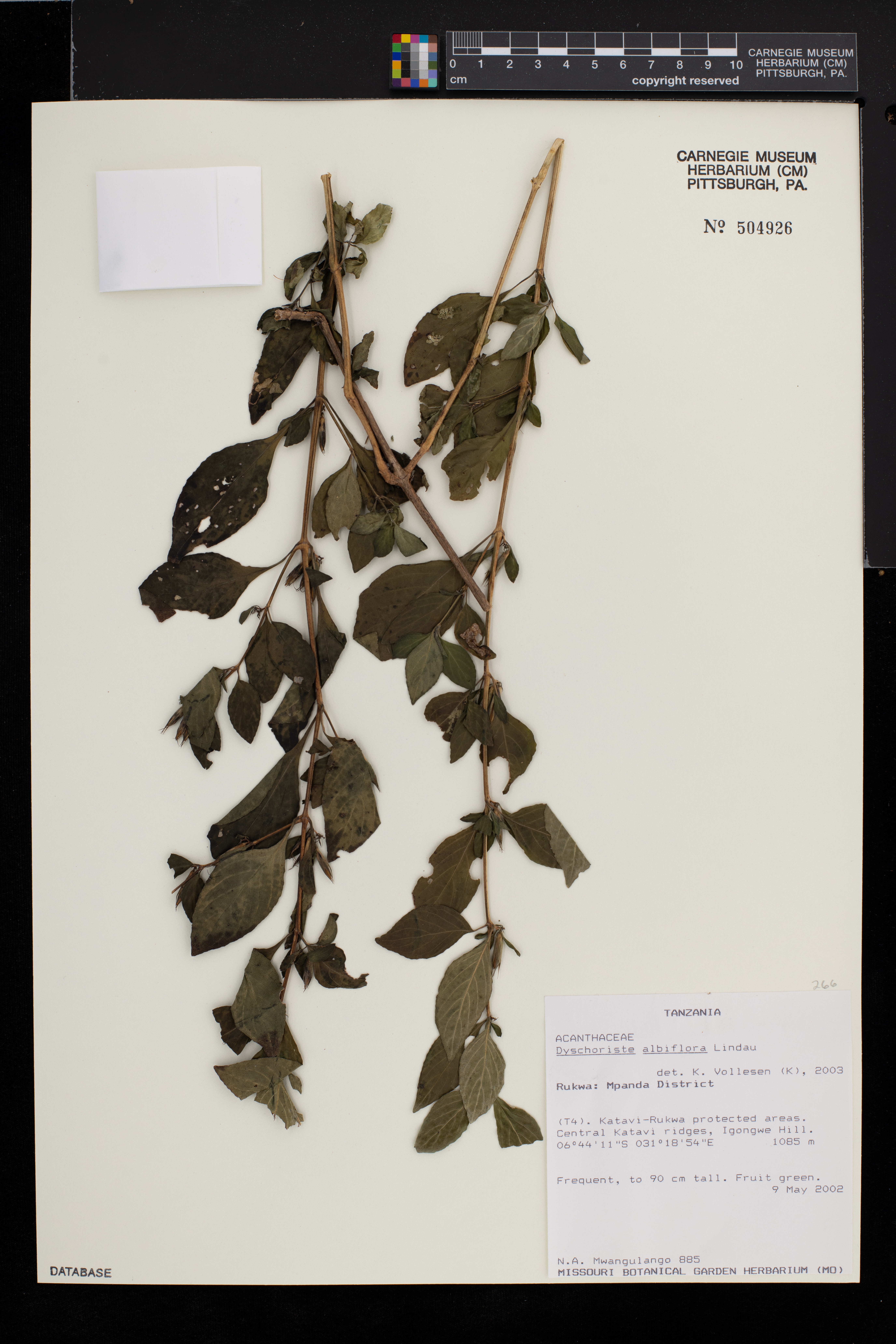 Dyschoriste albiflora image