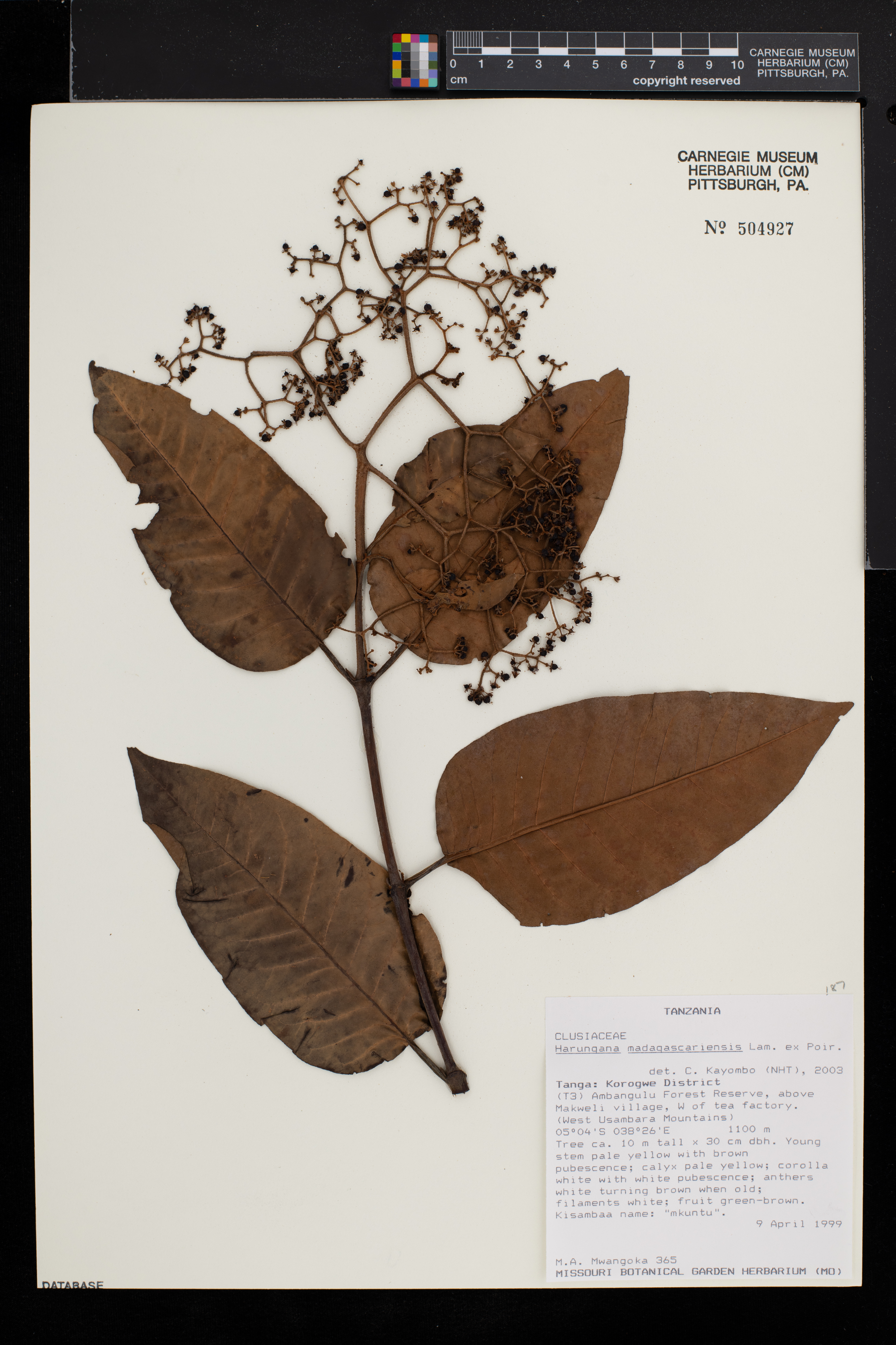 Harungana madagascariensis image