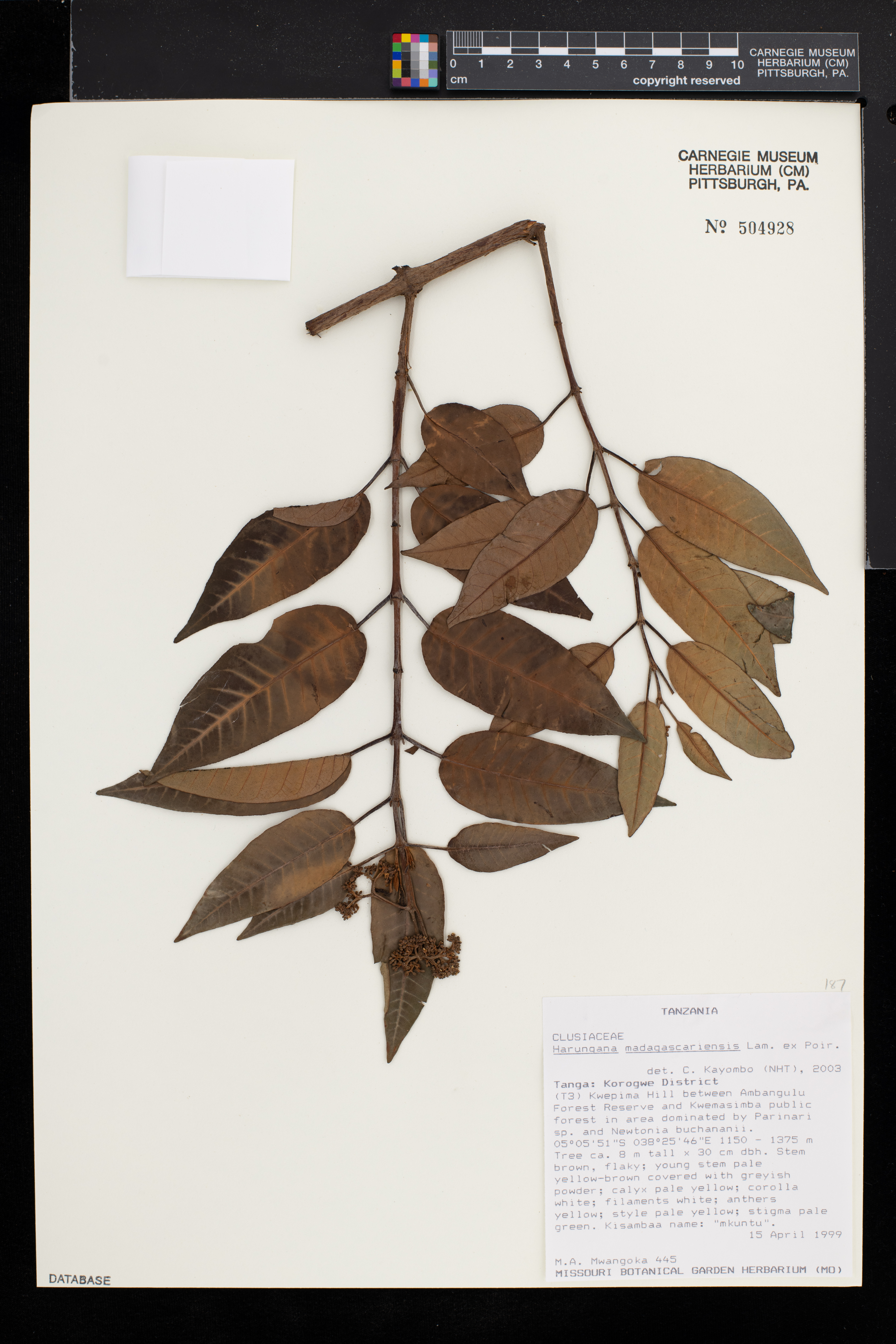 Harungana madagascariensis image