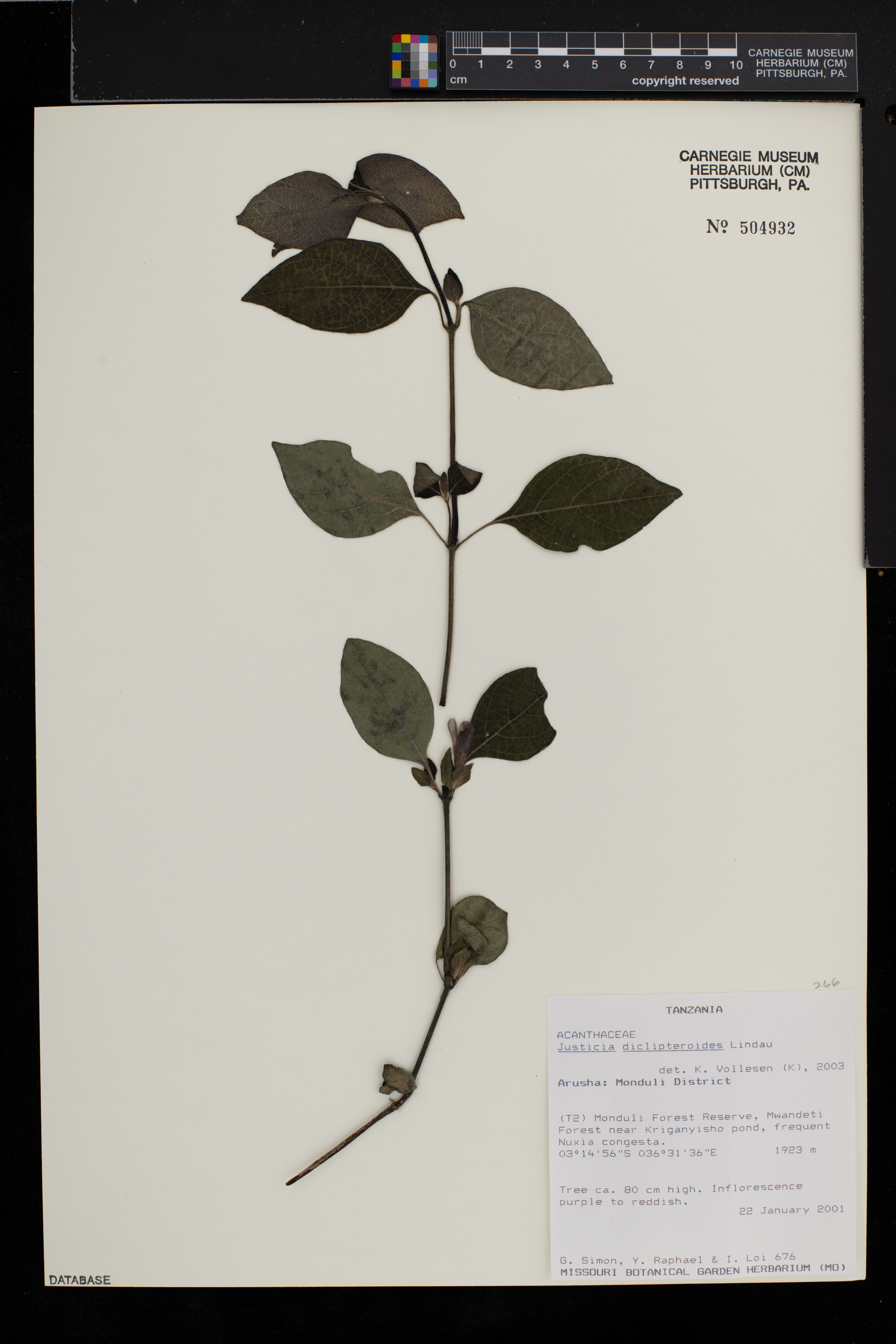 Justicia diclipteroides image