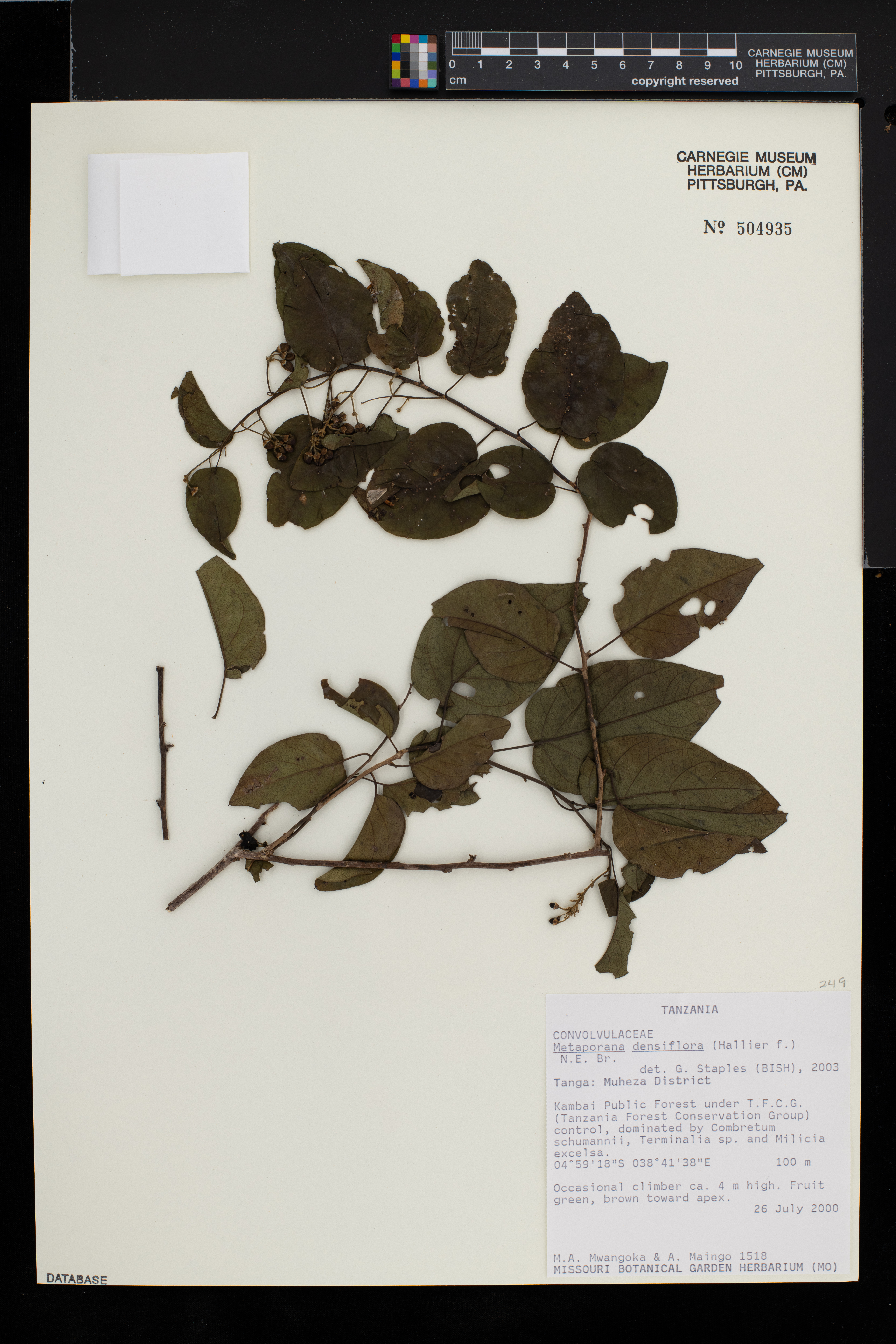 Metaporana densiflora image
