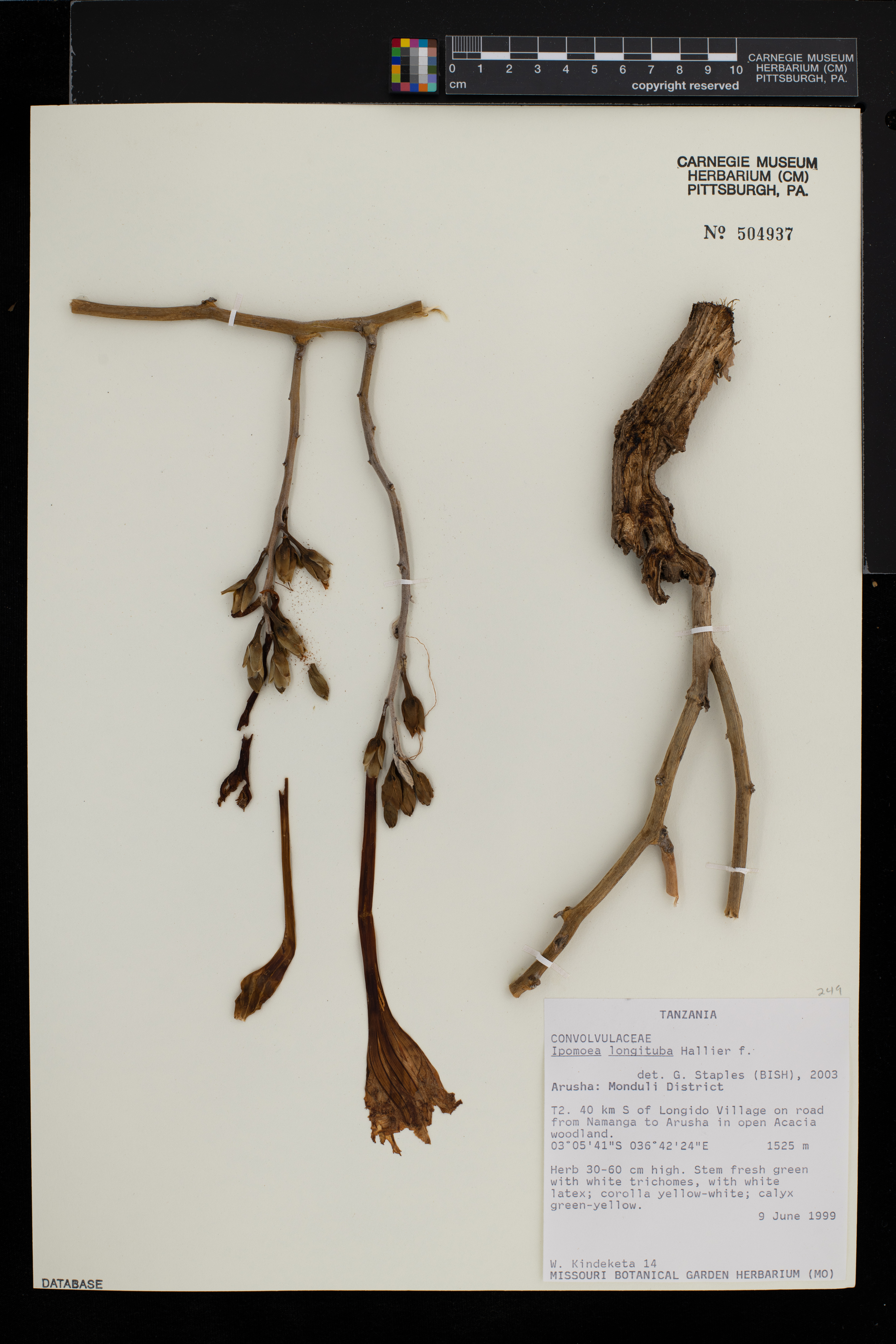 Ipomoea longituba image