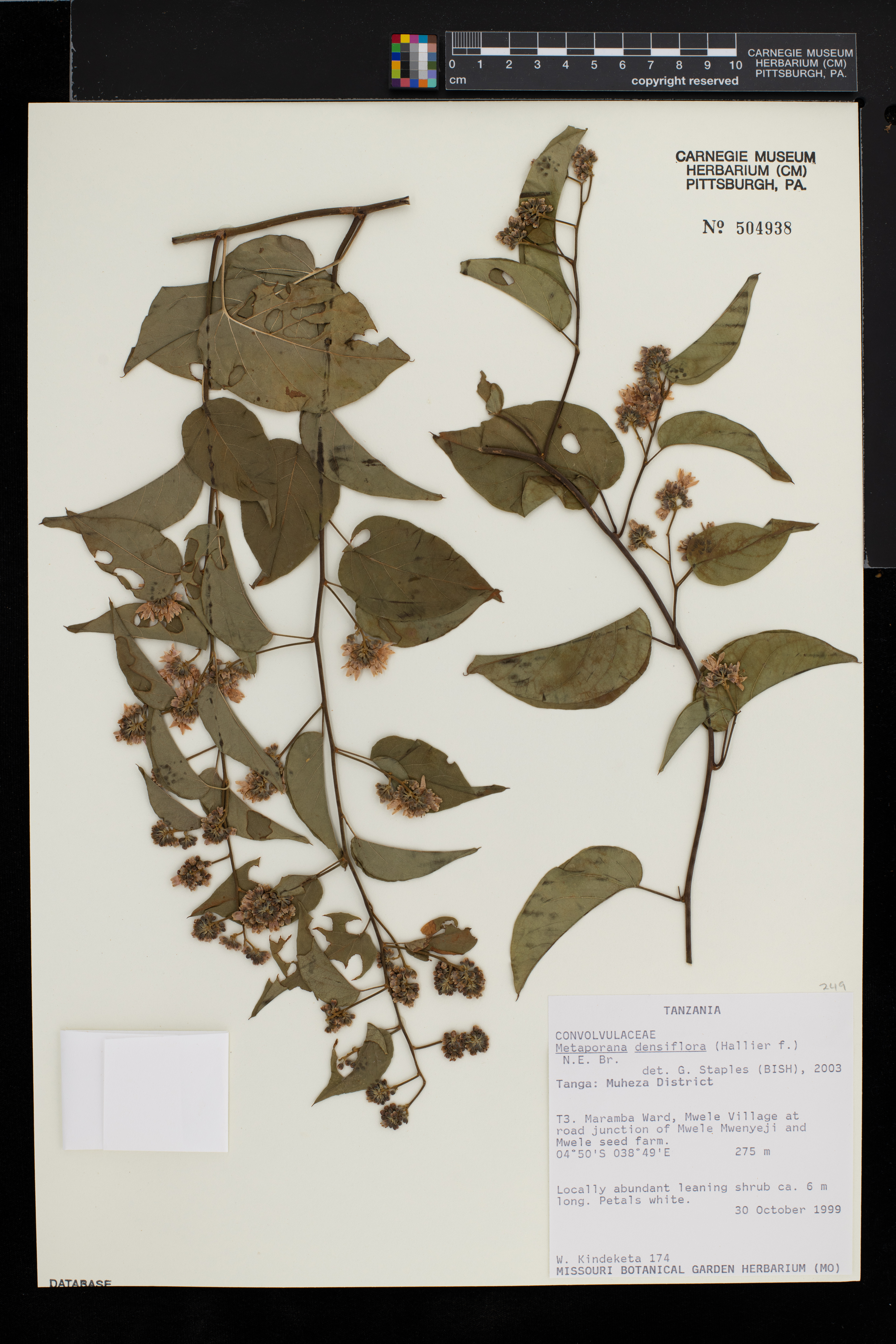 Metaporana densiflora image