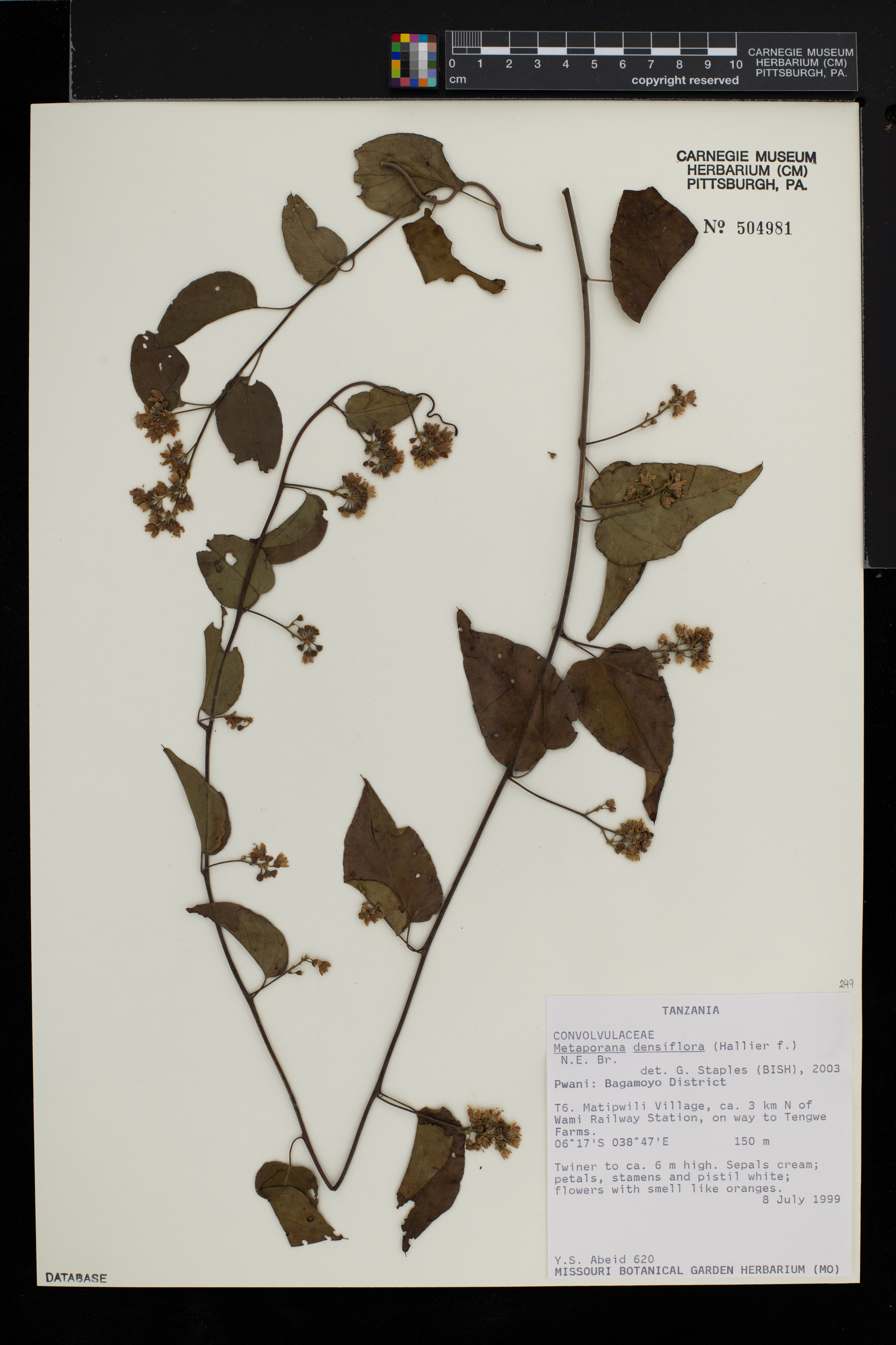 Metaporana densiflora image