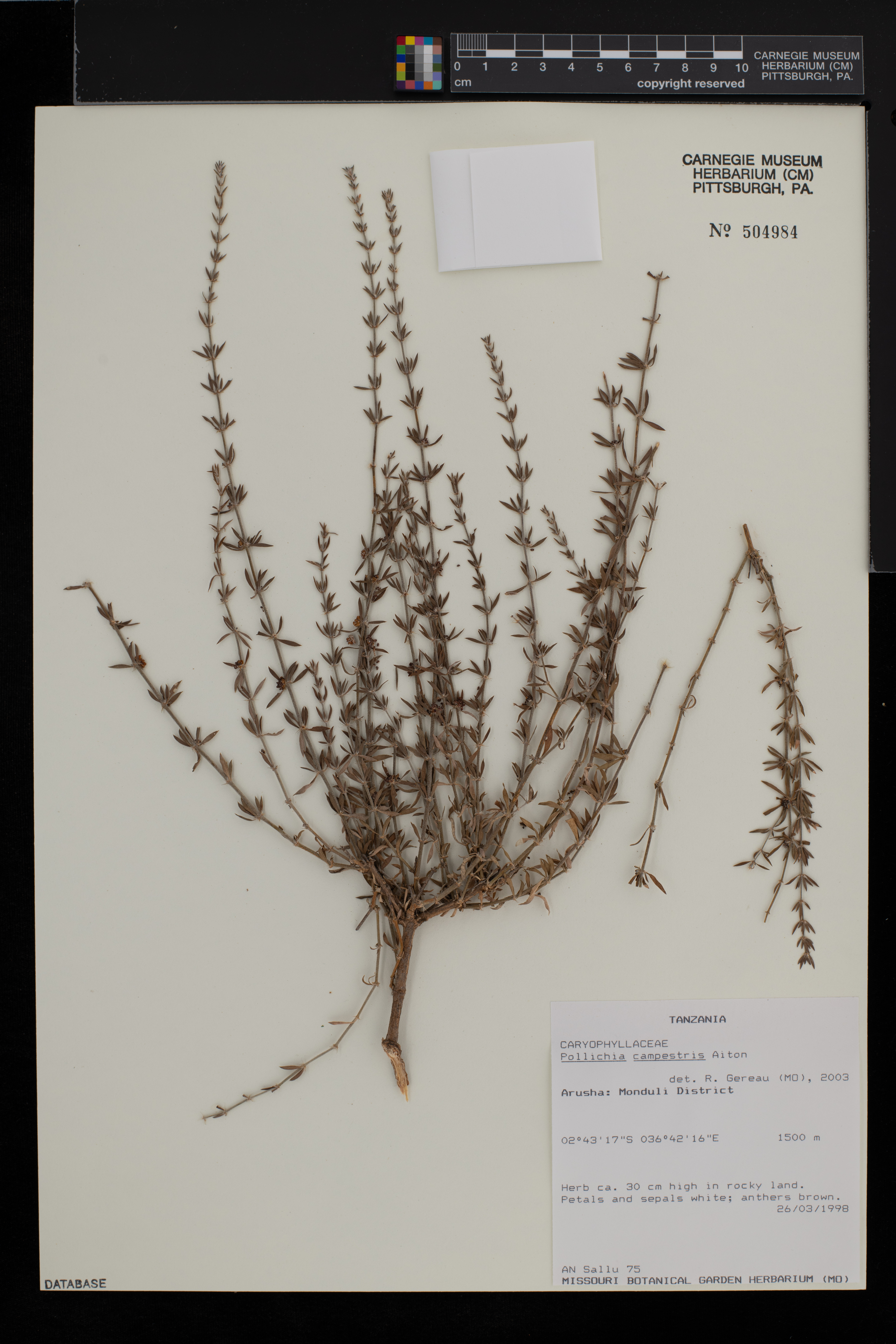 Pollichia campestris image