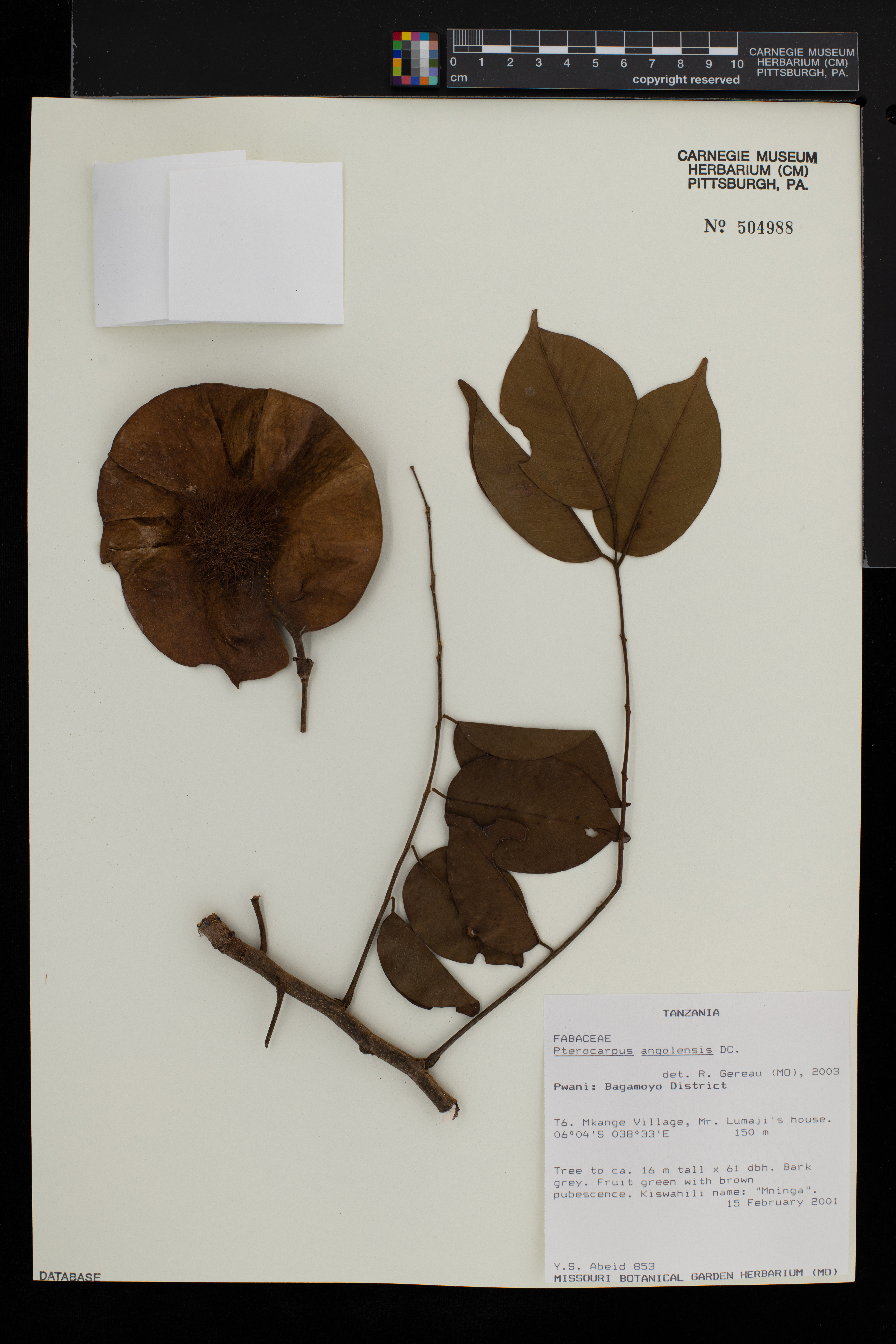 Pterocarpus angolensis image