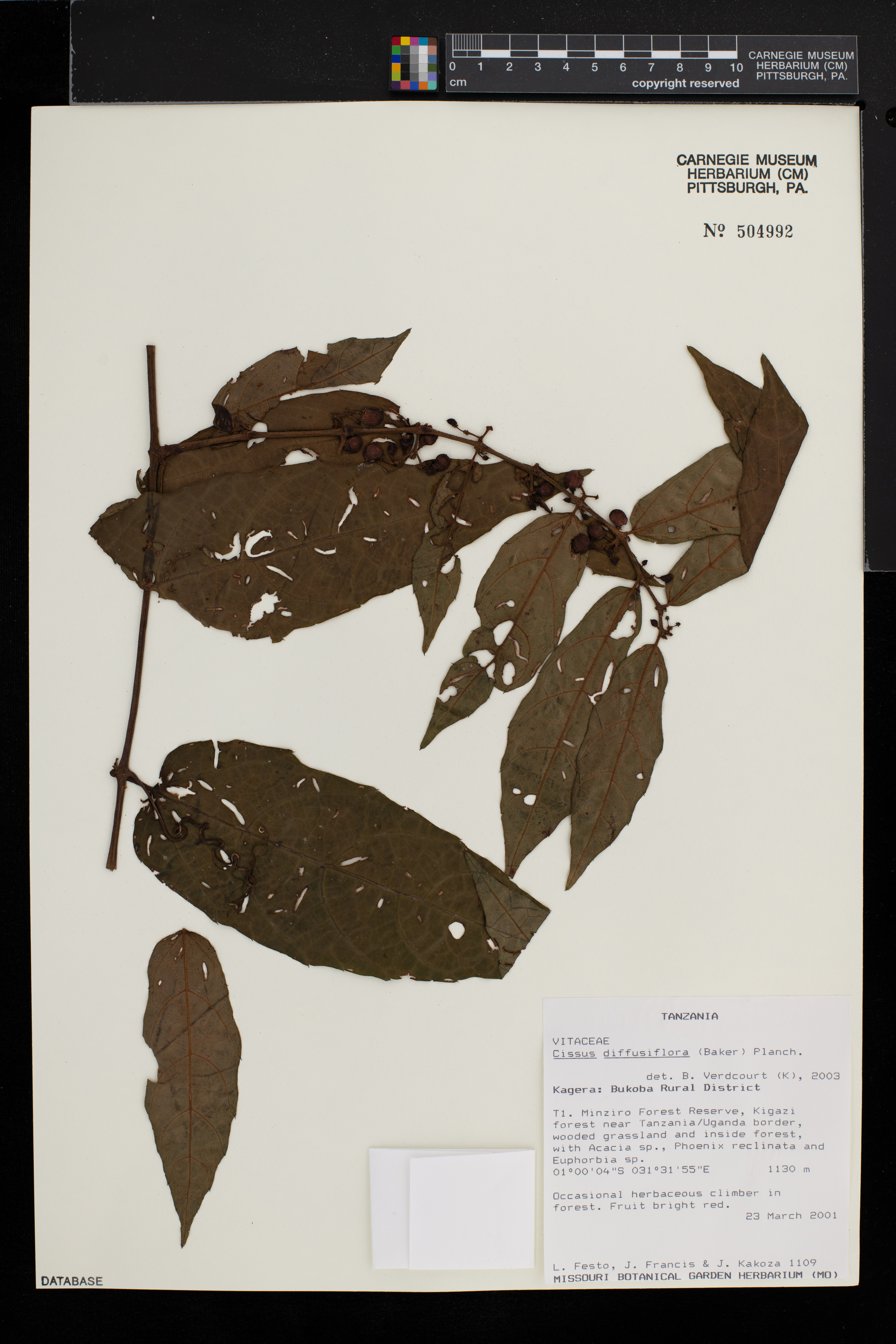 Cissus diffusiflora image