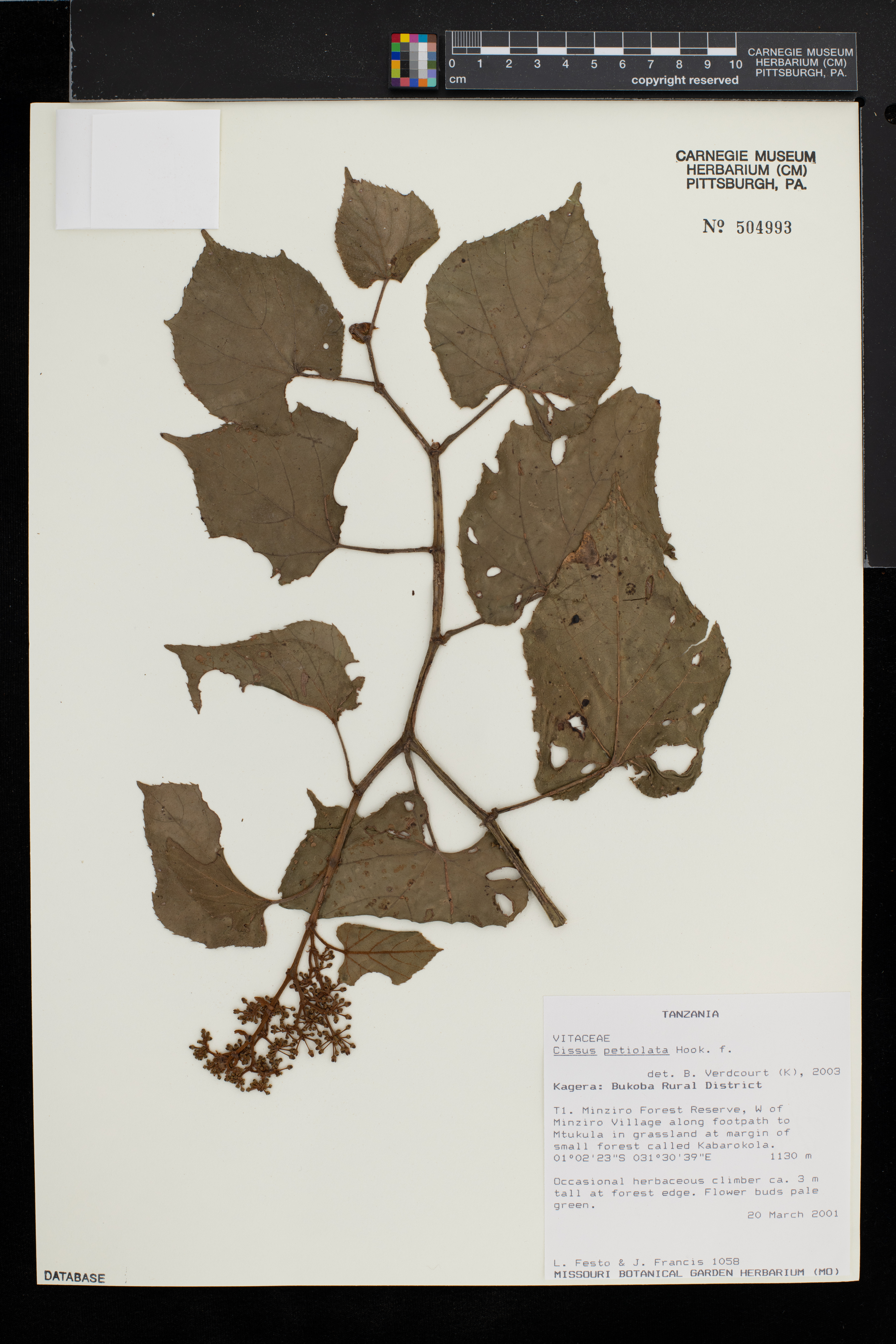 Cissus petiolata image