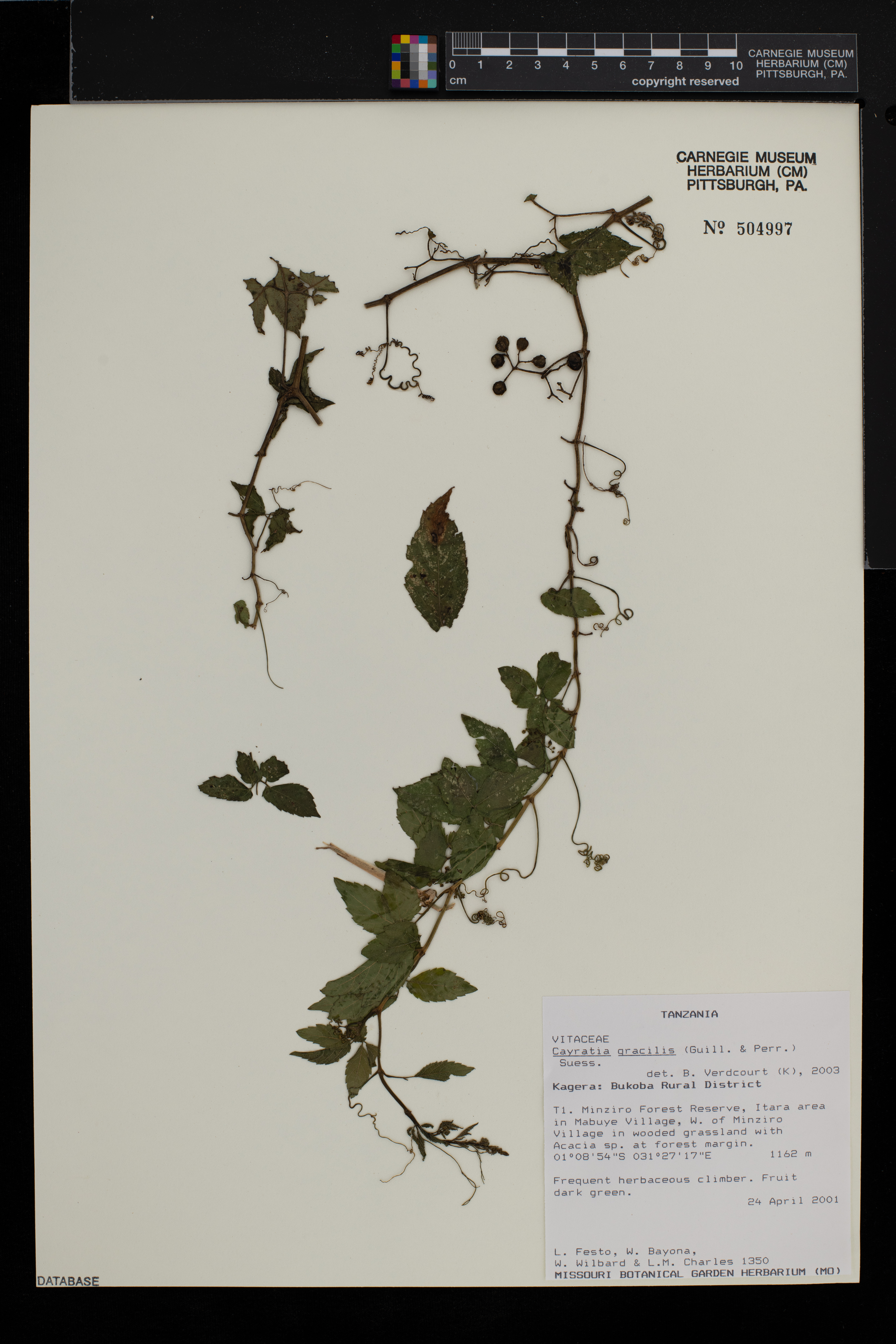 Cayratia gracilis image