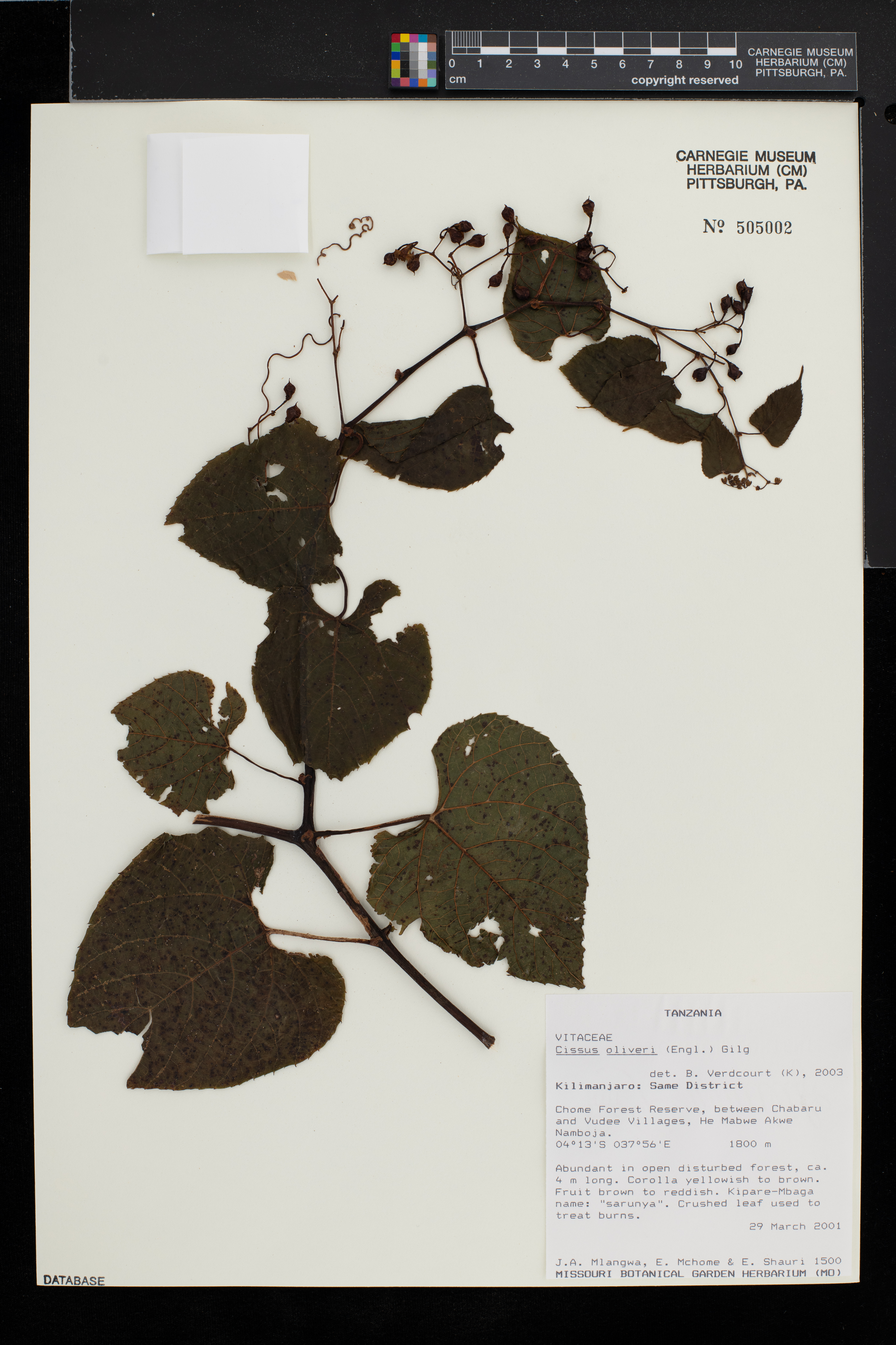 Cissus oliveri image