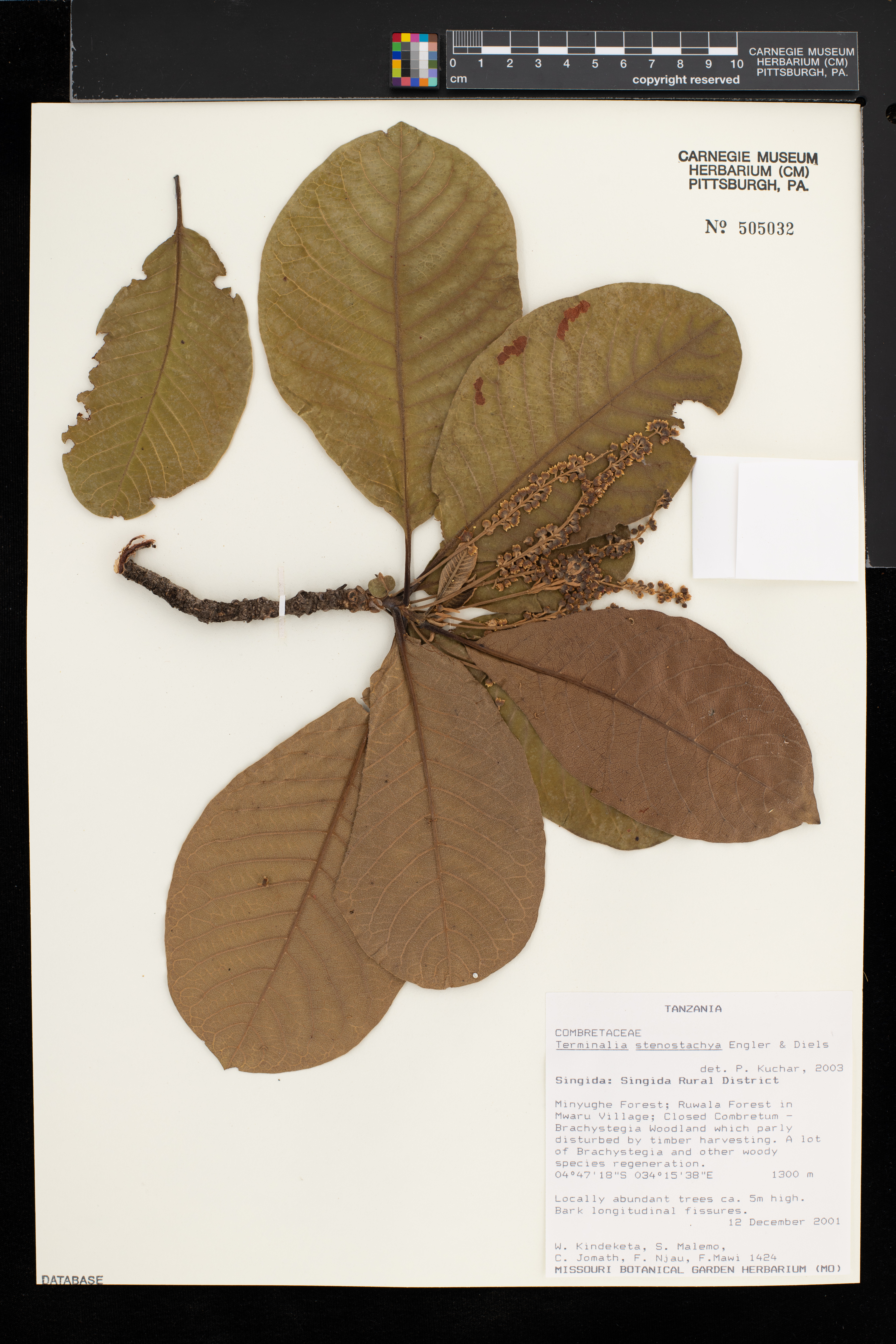 Terminalia stenostachya image