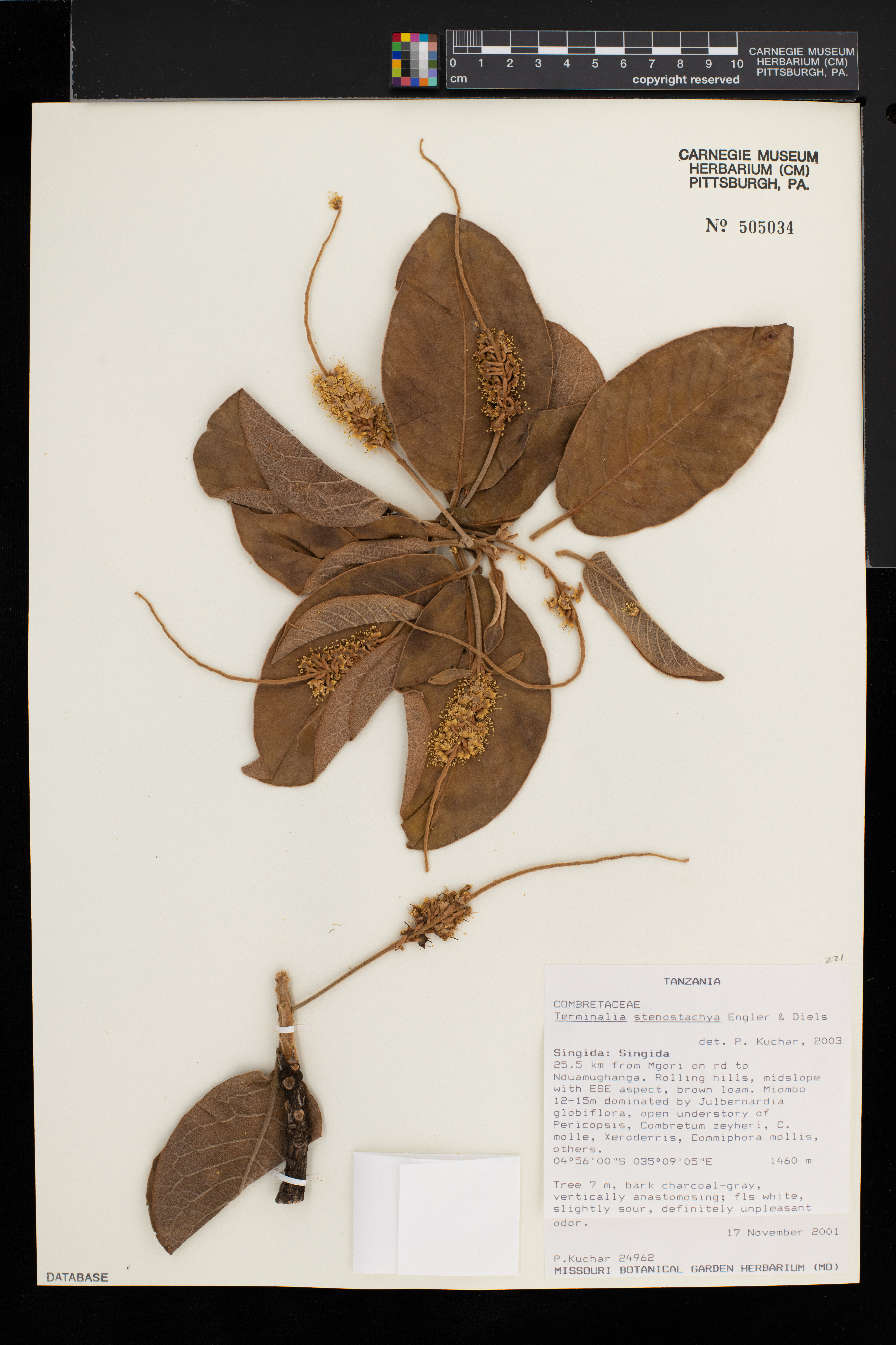 Terminalia stenostachya image