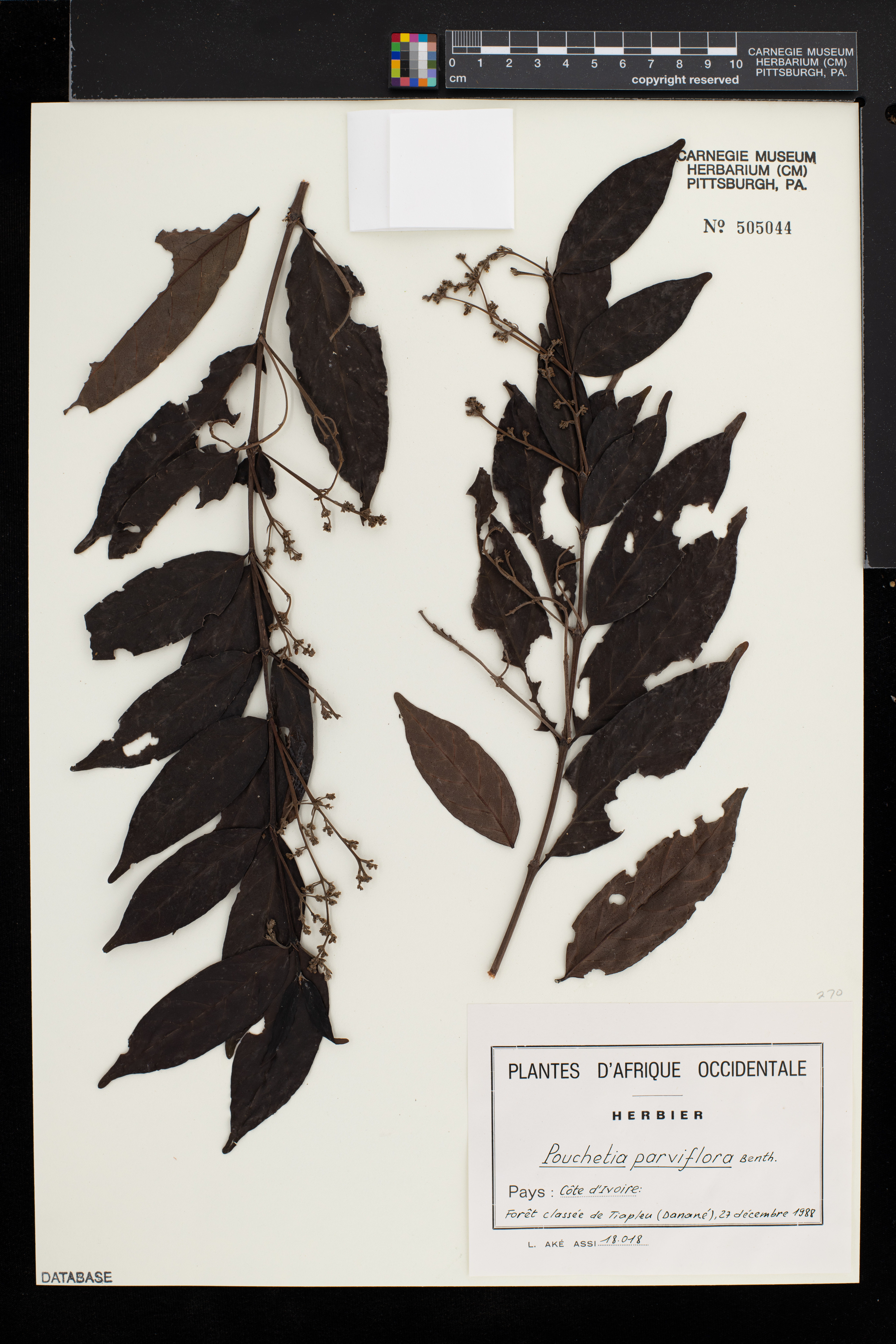 Pouchetia parviflora image