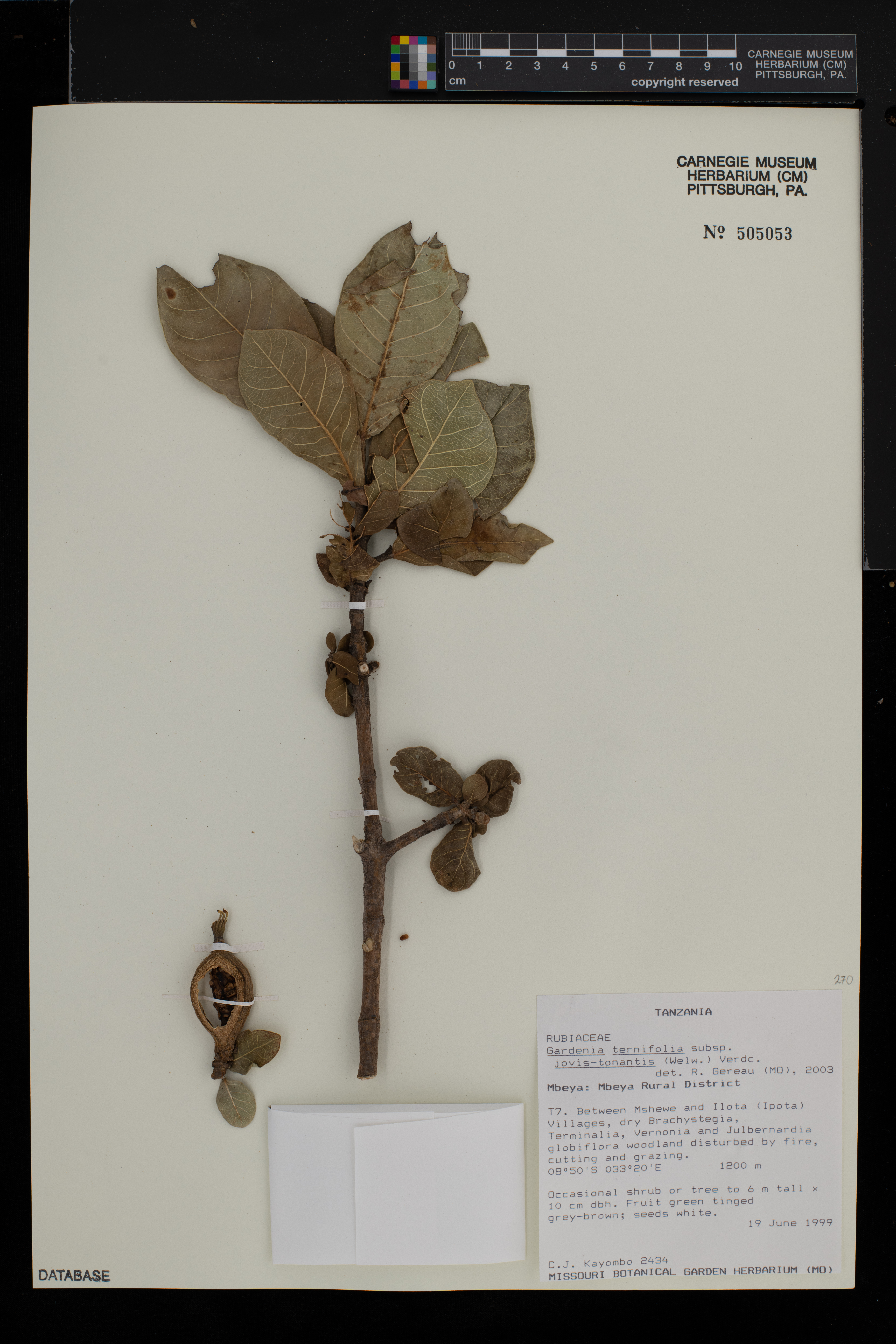 Gardenia ternifolia image