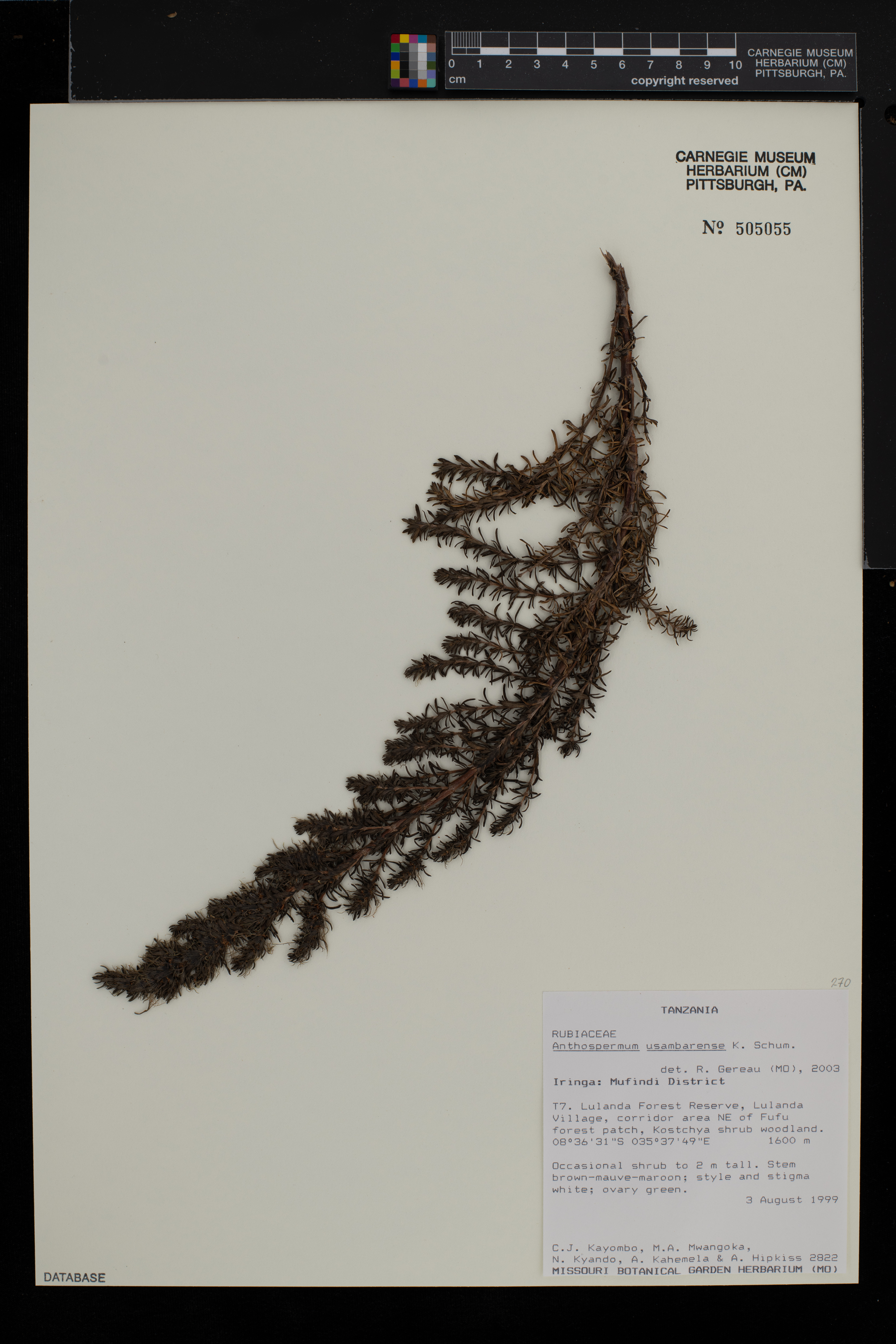 Anthospermum usambarense image