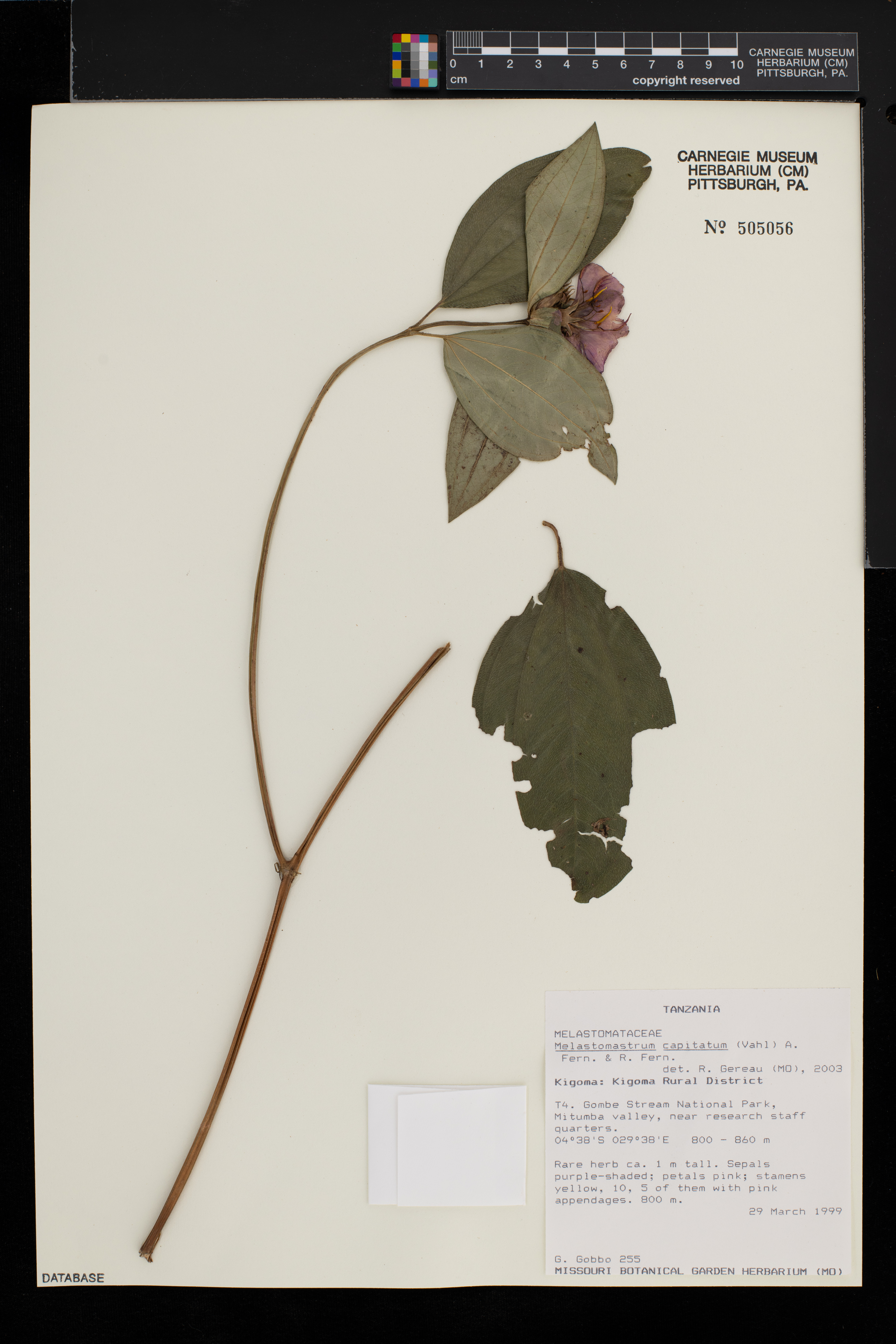 Melastomastrum capitatum image