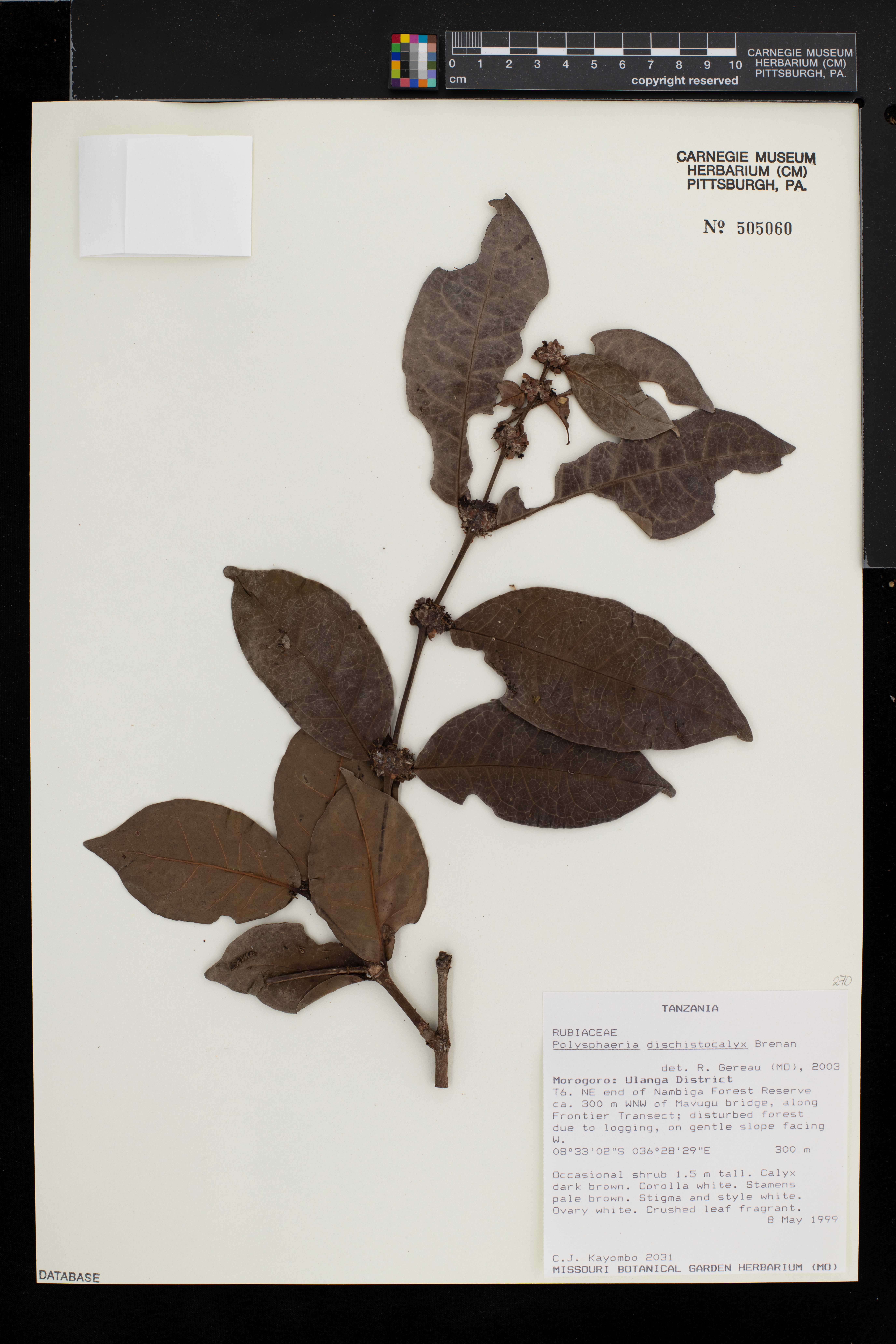 Polysphaeria image