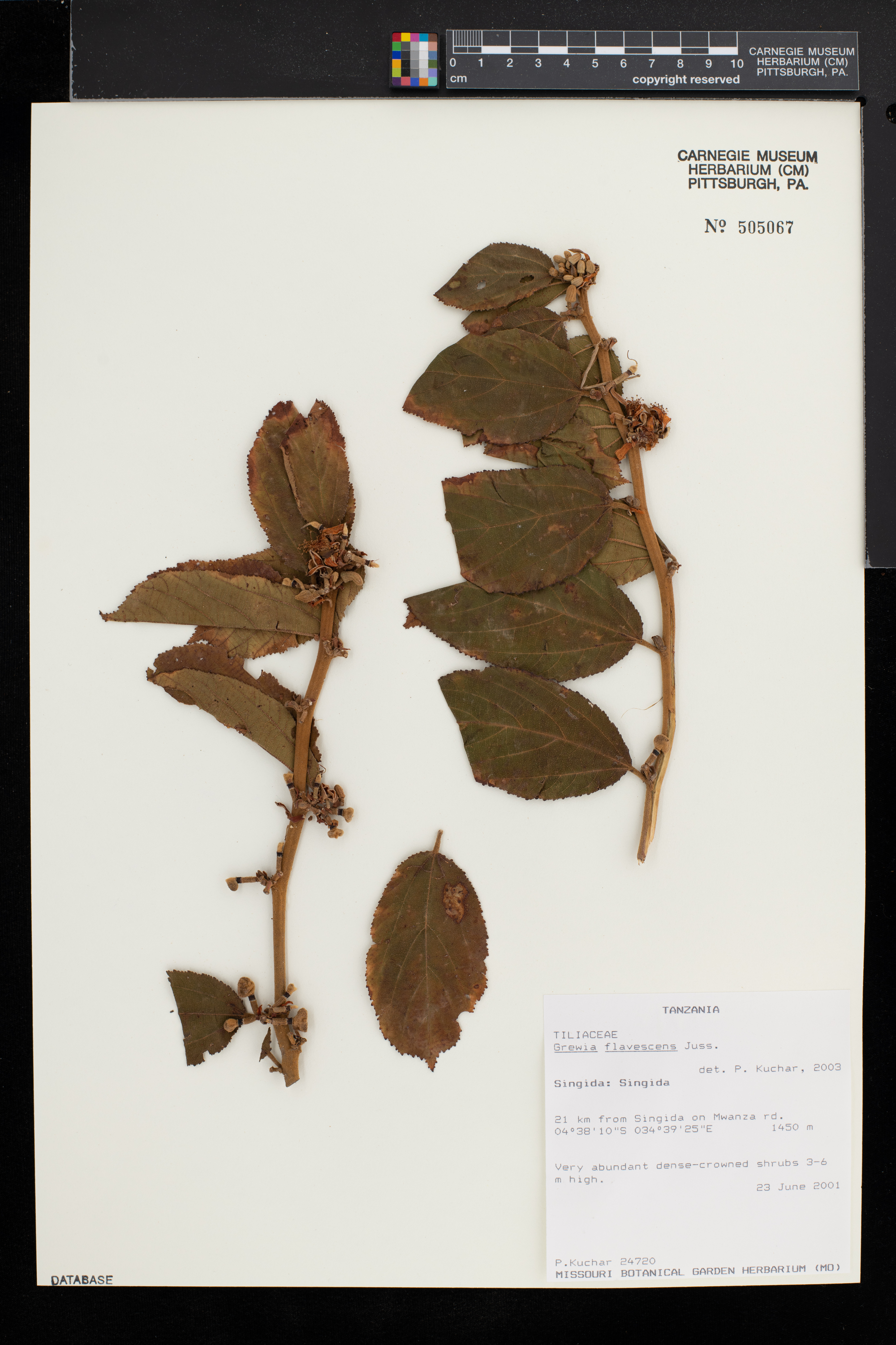 Grewia flavescens image