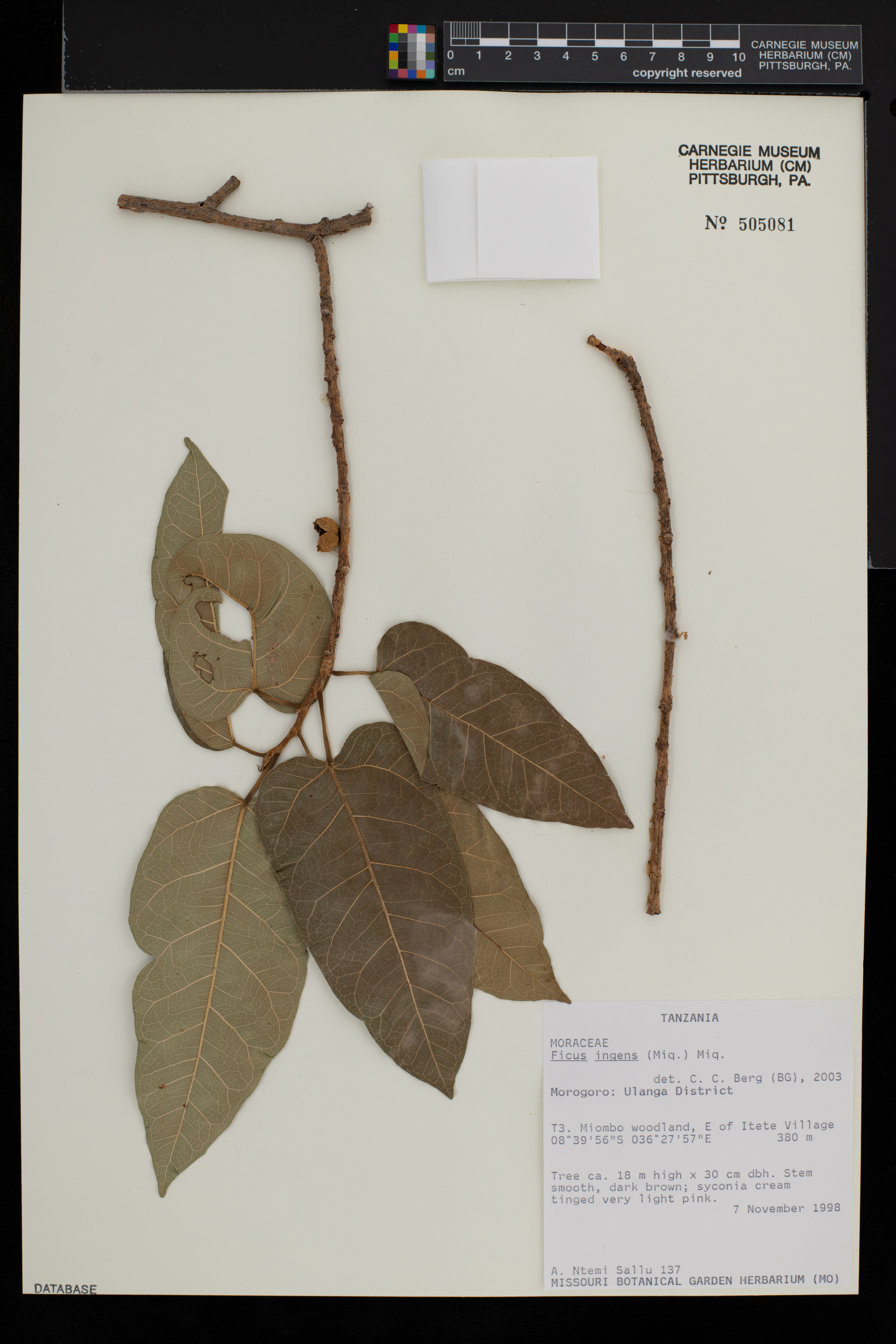 Ficus ingens image