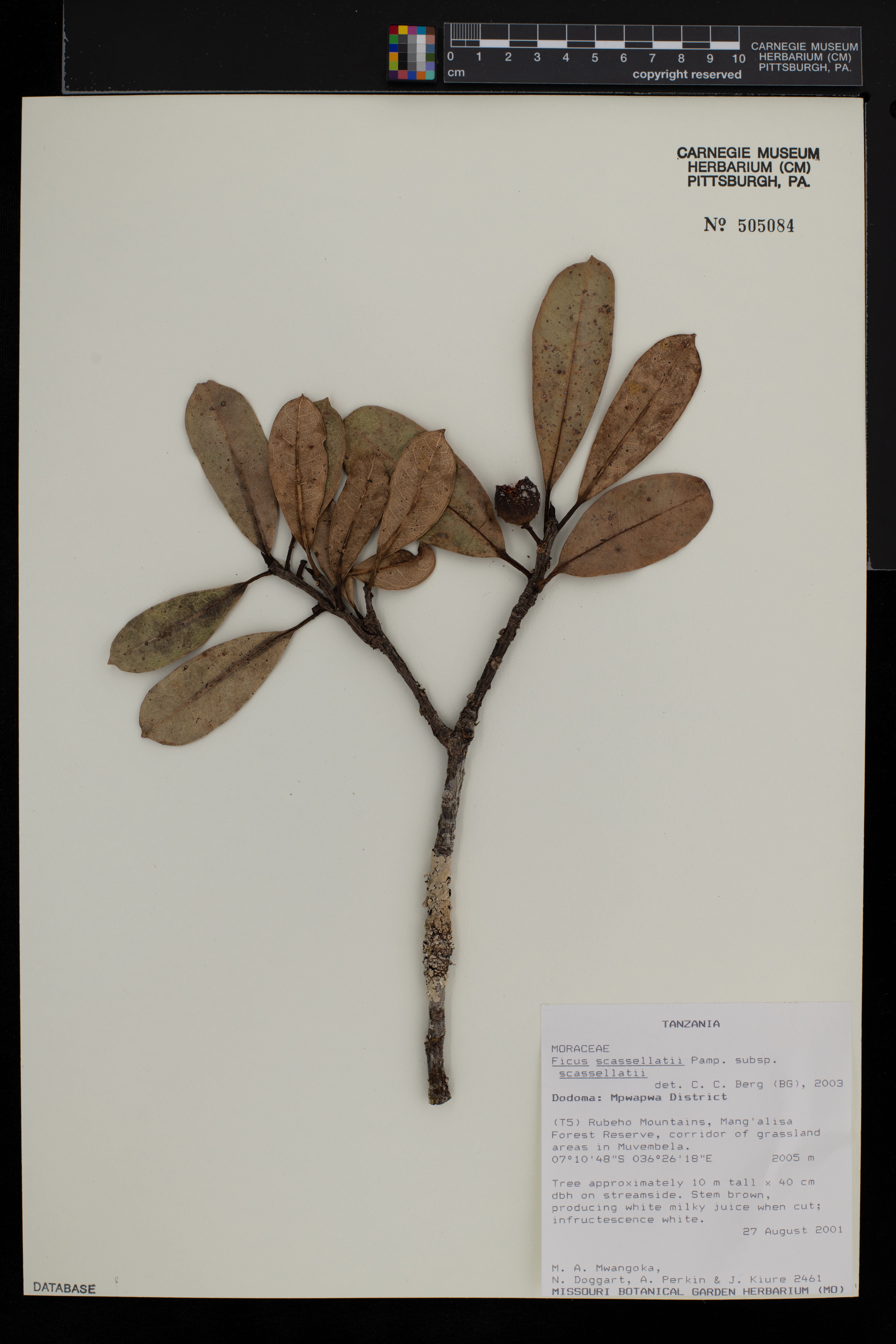 Ficus scassellatii image
