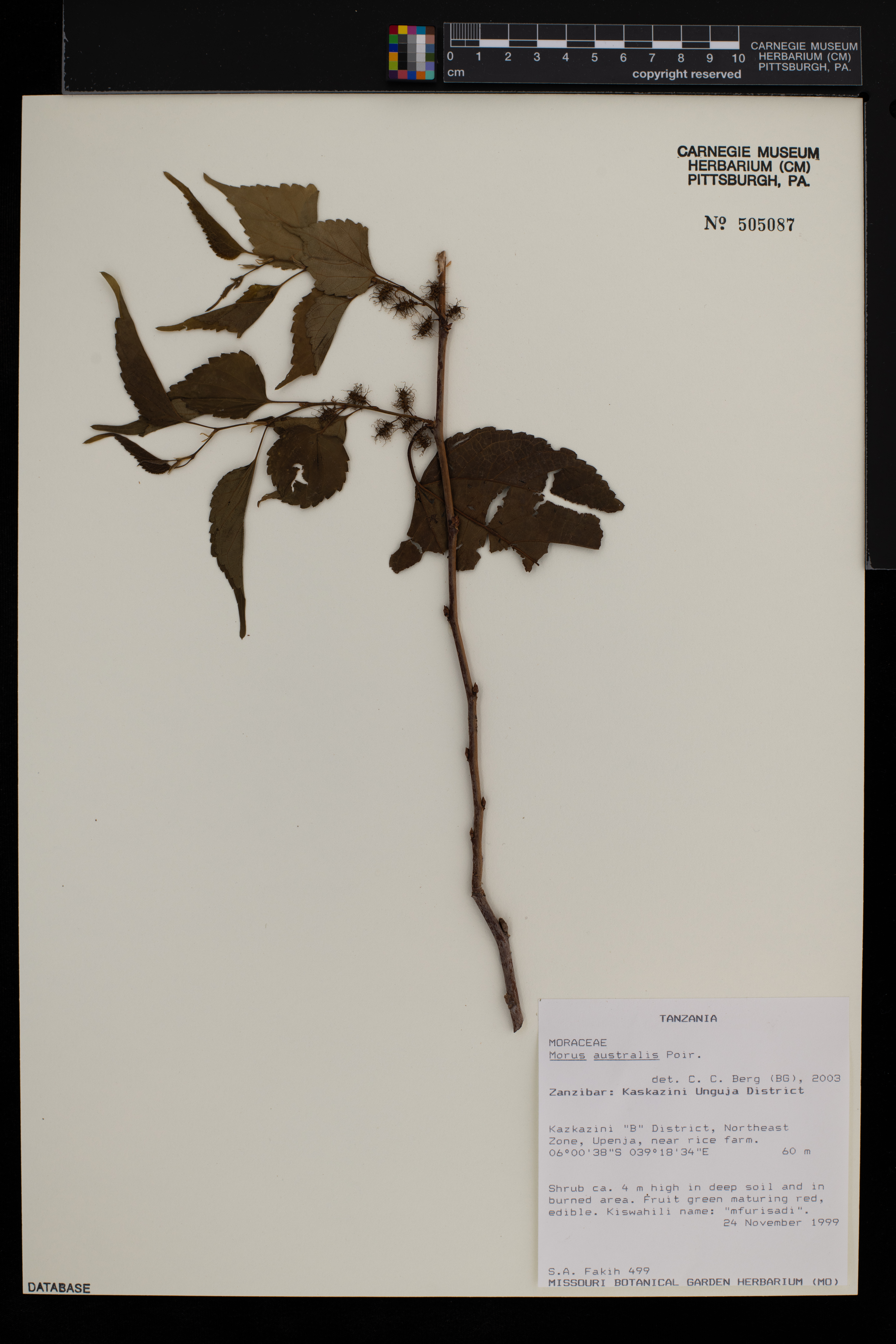 Morus australis image