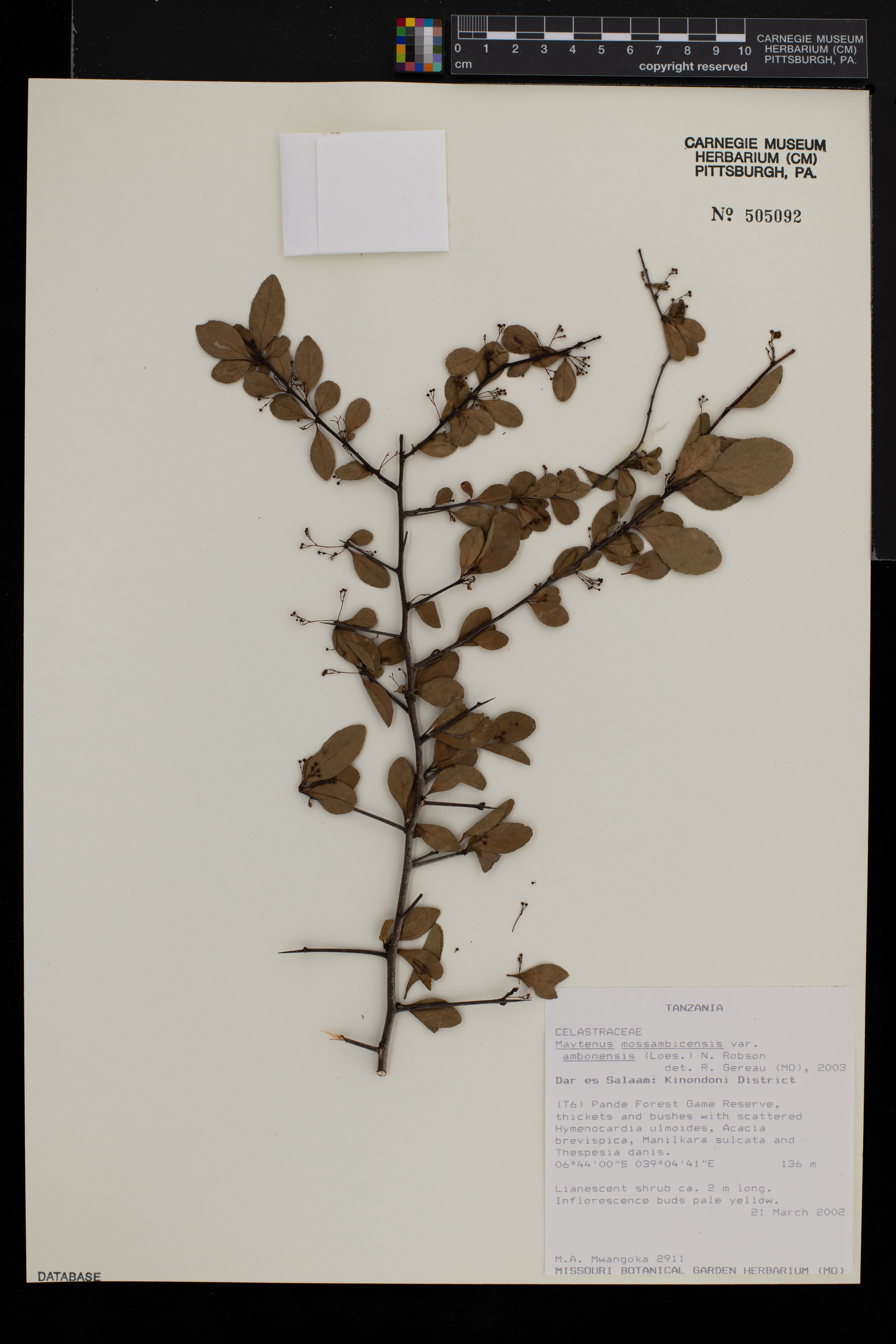 Gymnosporia gracilis subsp. gracilis image