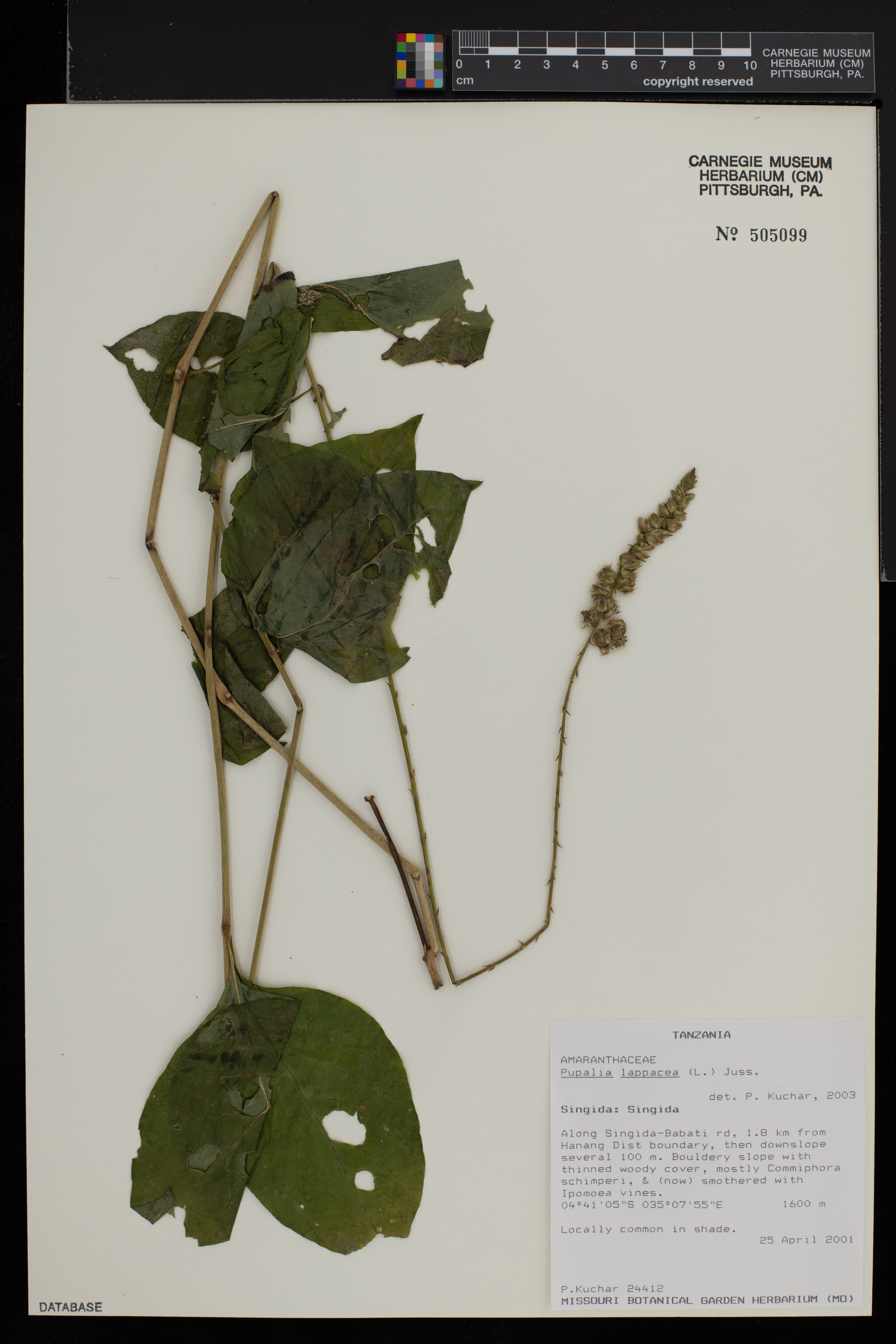 Pupalia lappacea image
