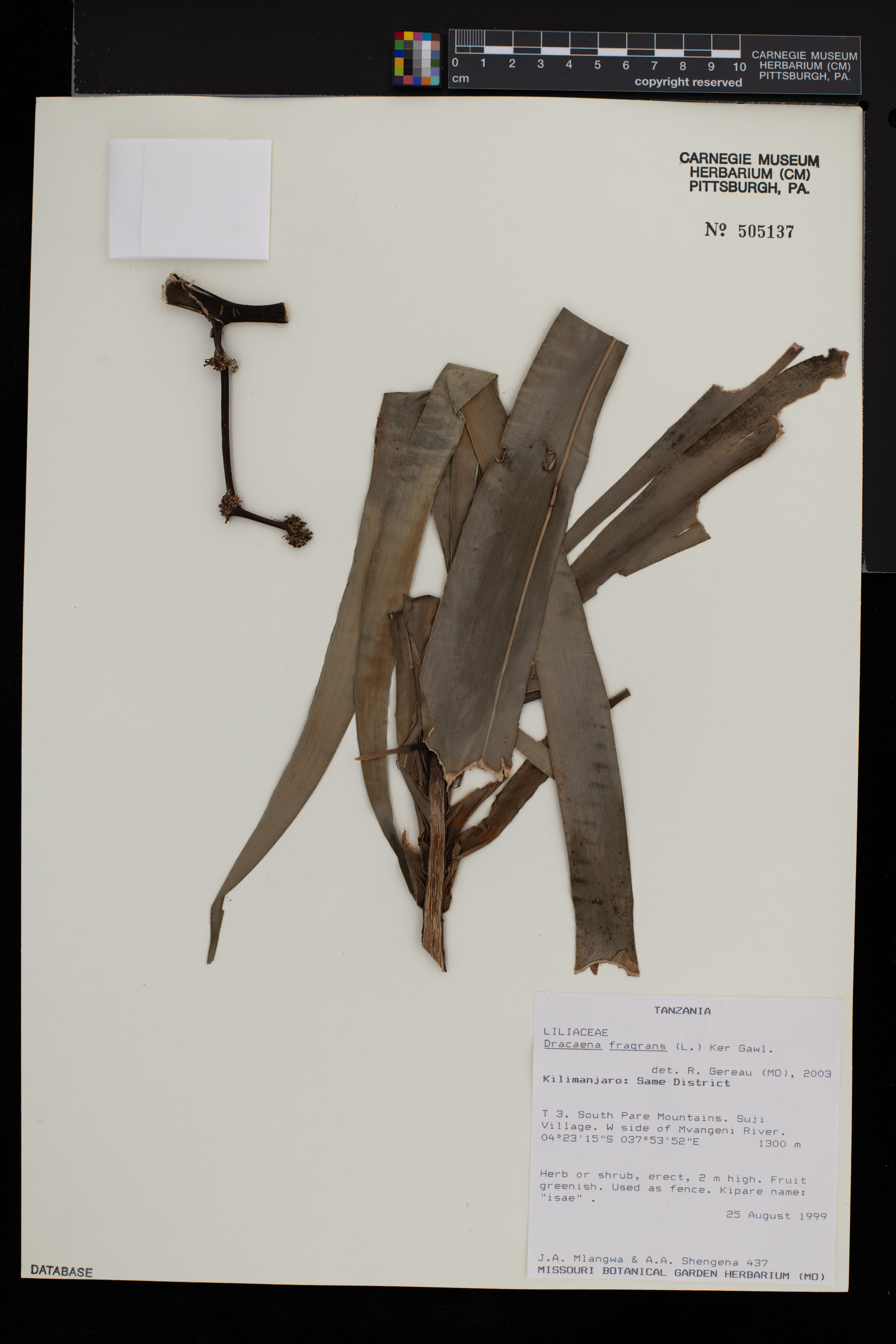 Dracaena fragrans image